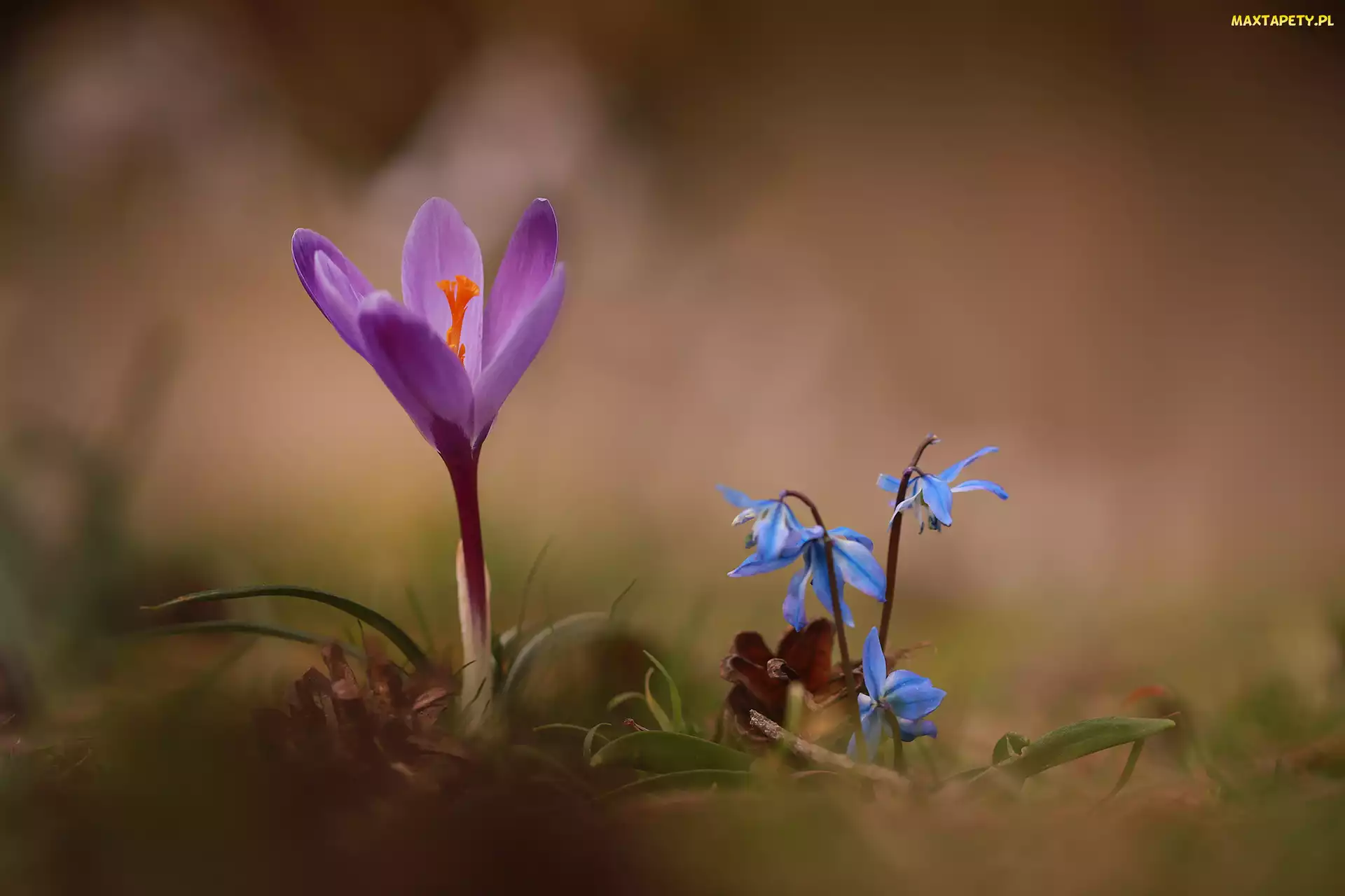 Krokus, Wiosenne, Kwiaty, Cebulice syberyjskie, Fioletowy