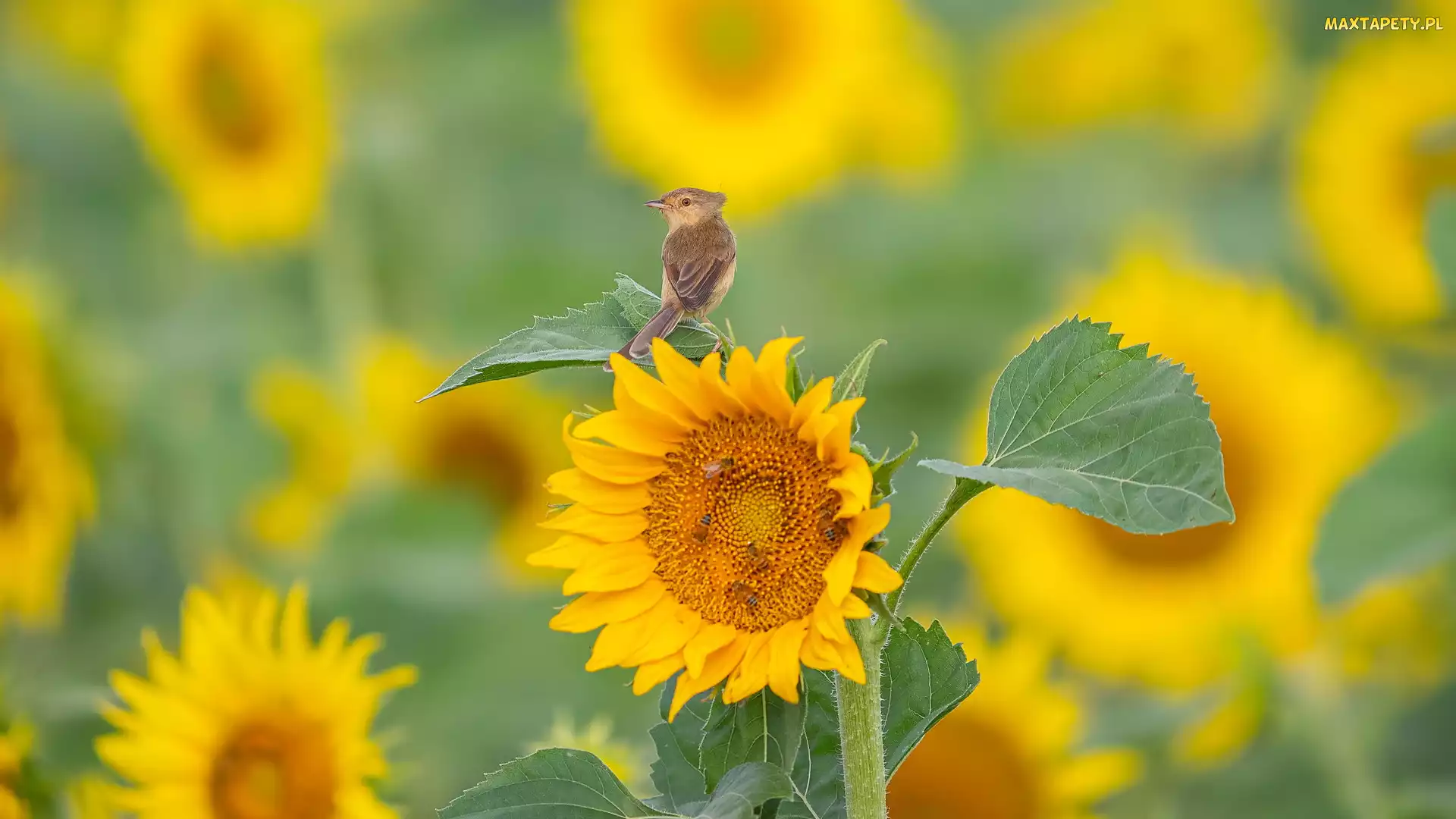 Ptak, Prinia płowa, Słonecznik