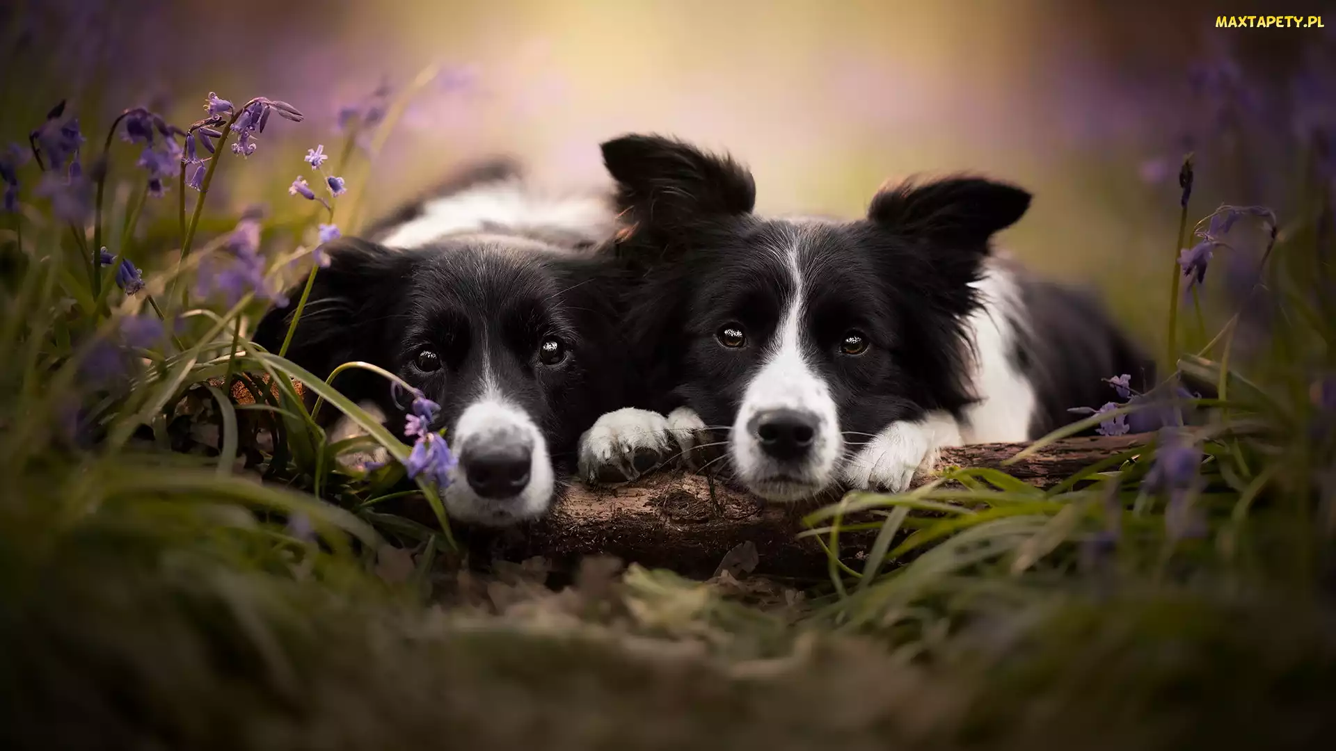 Border collie, Psy, Dwa, Biało-czarne