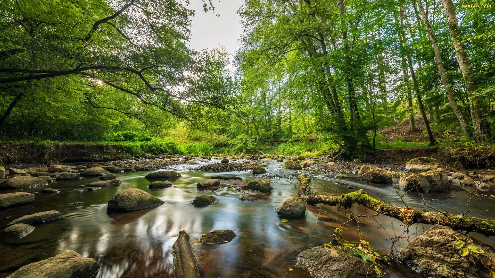Drzewa, Kamienie, Rzeka, Strumień, Las