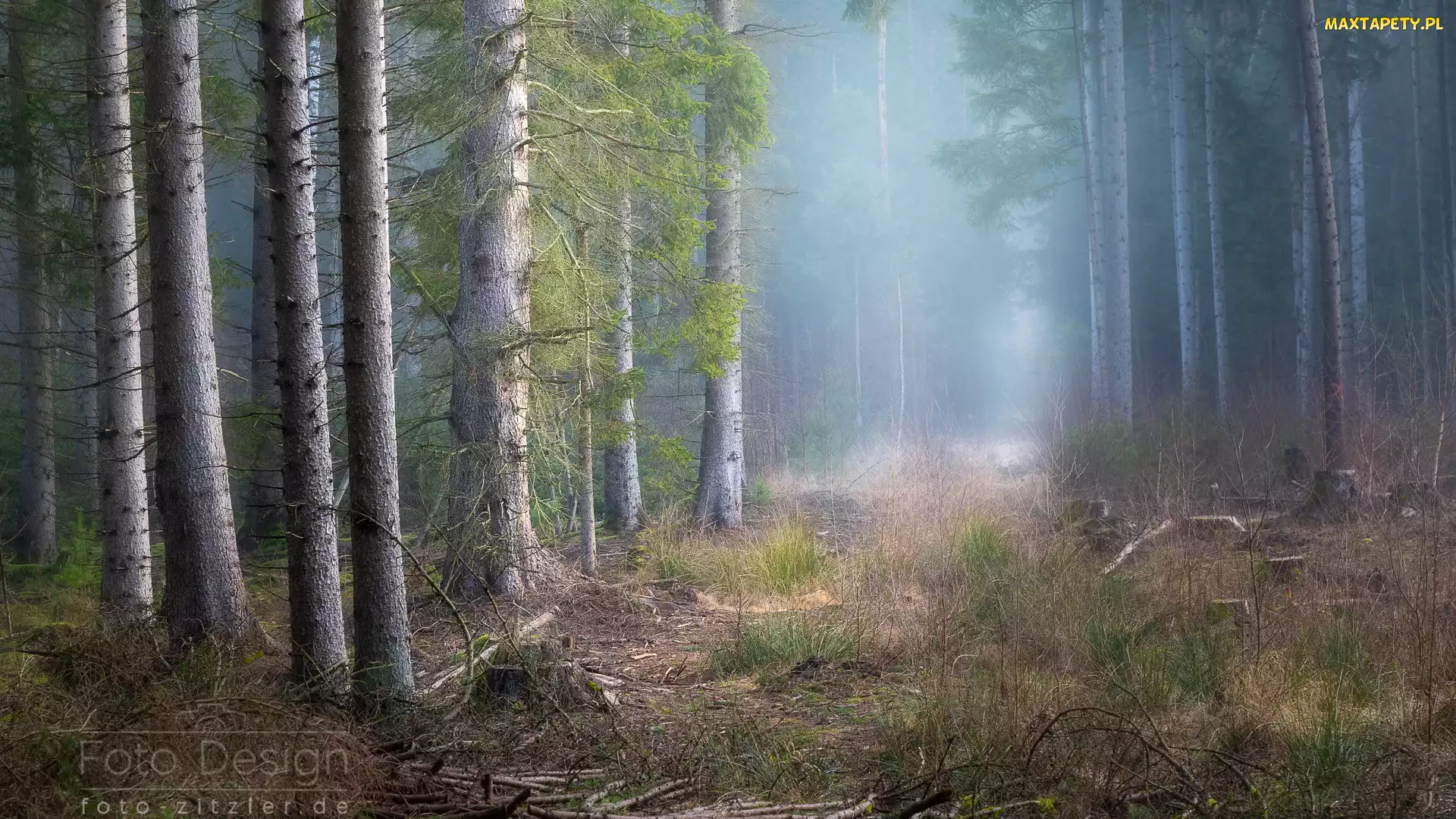 Drzewa, Trawa, Las, Mgła