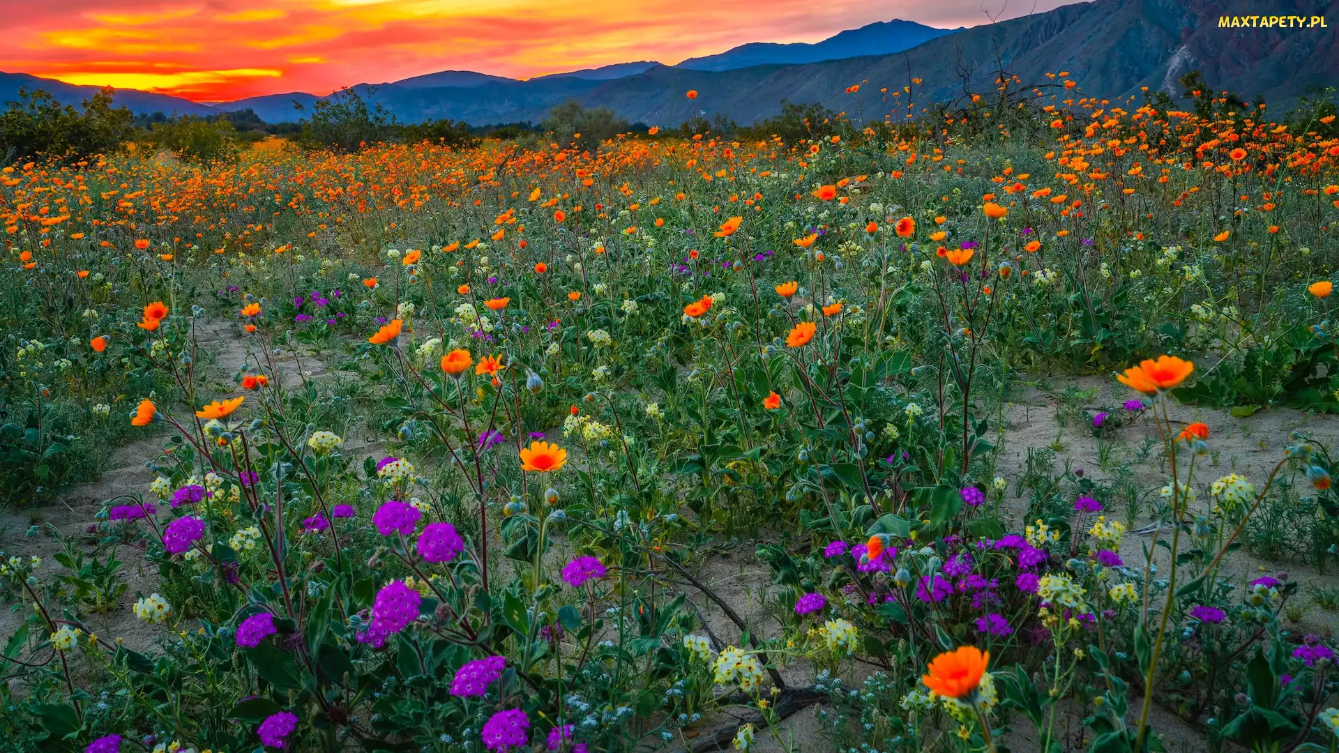 Kalifornia, Wzgórza, Anza Borrego Desert, Stany Zjednoczone, Kwiaty, Park stanowy, Łąka