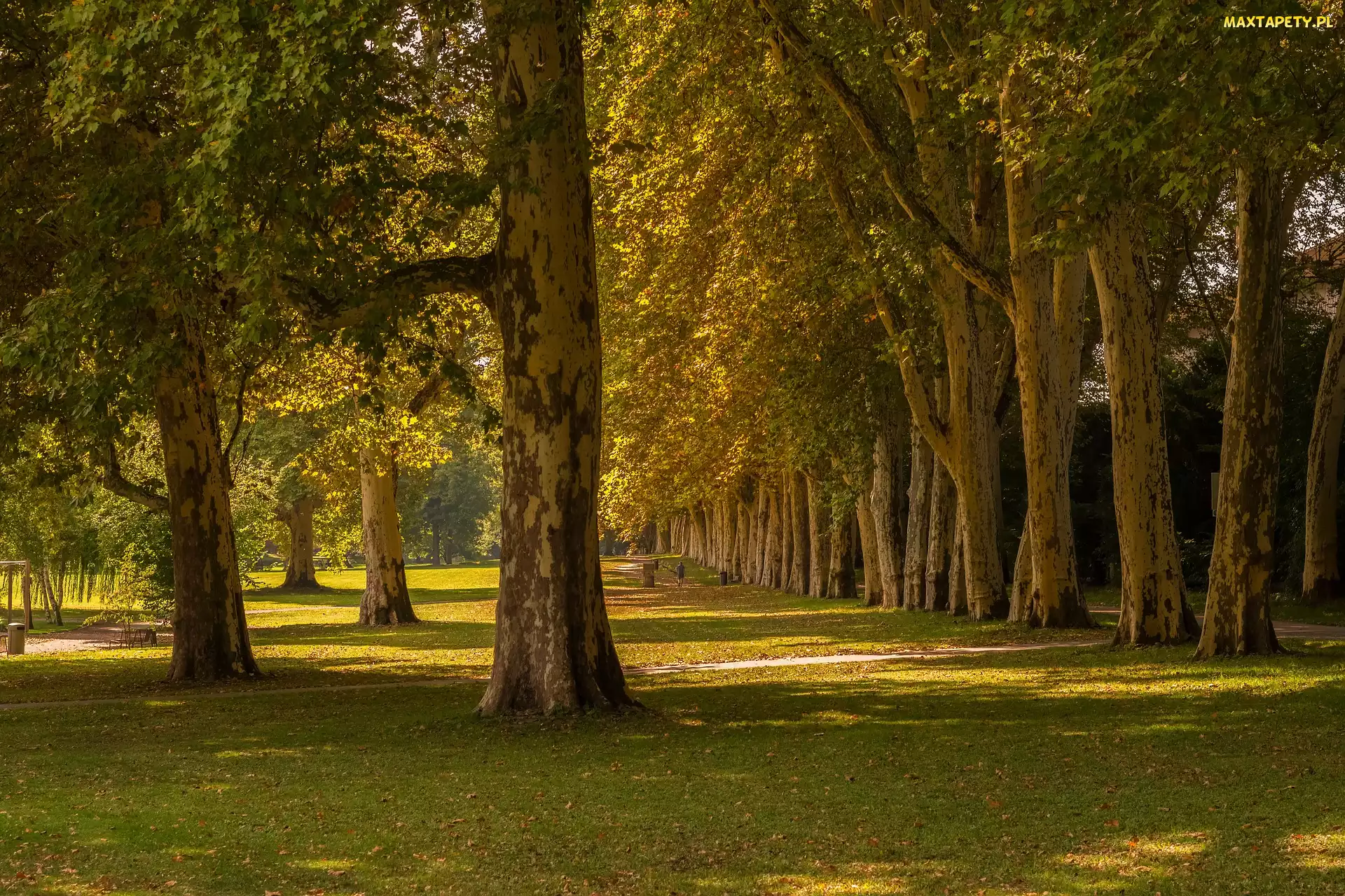 Lato, Dzień, Drzewa, Park, Trawa, Słoneczny