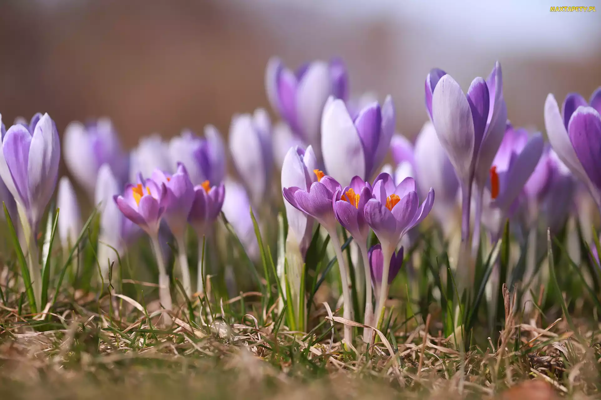 Liliowe, Wiosenne, Kwiaty, Krokusy, Fioletowe