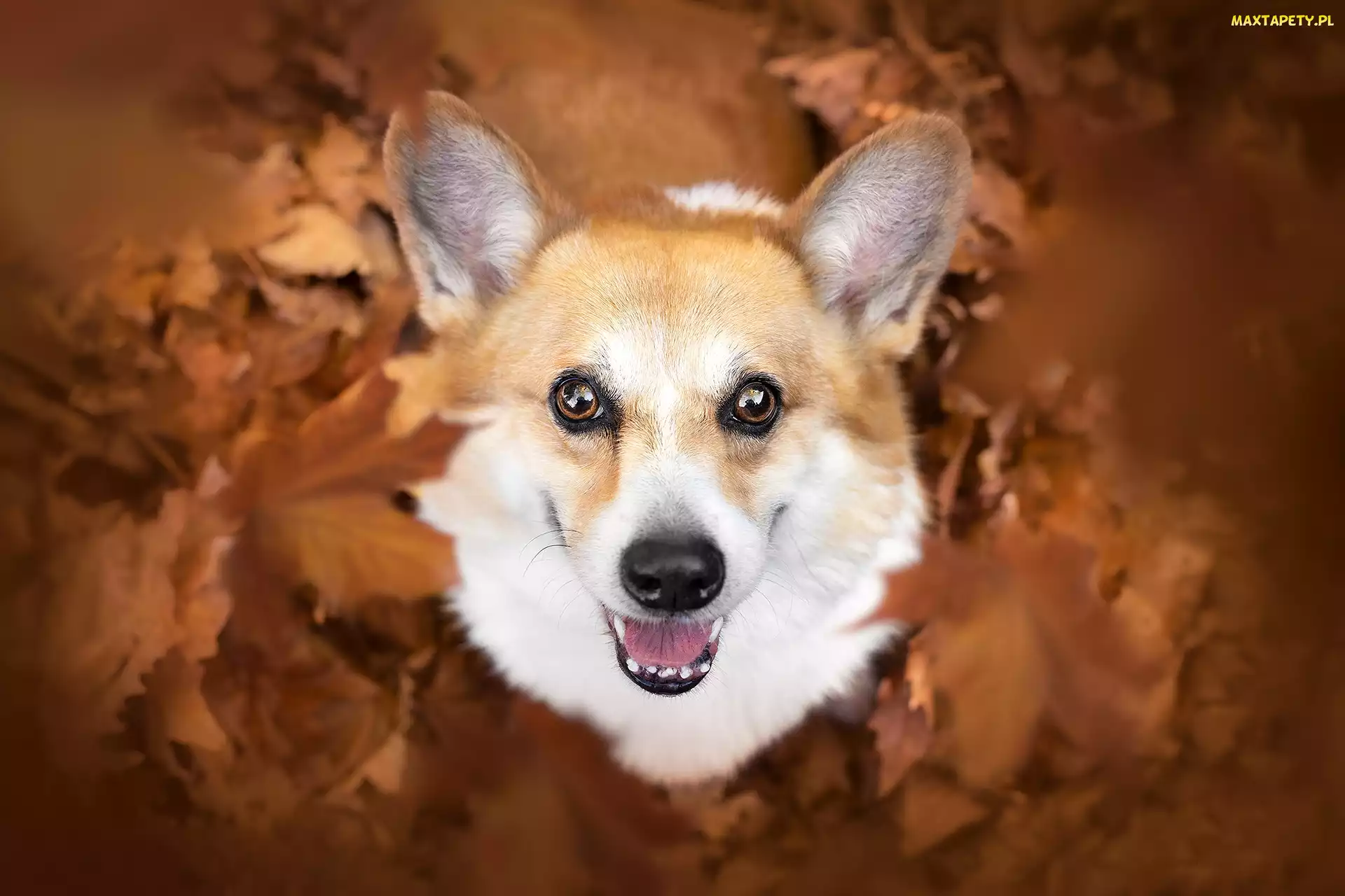 Welsh corgi pembroke, Pysk, Uszy, Liście, Pies
