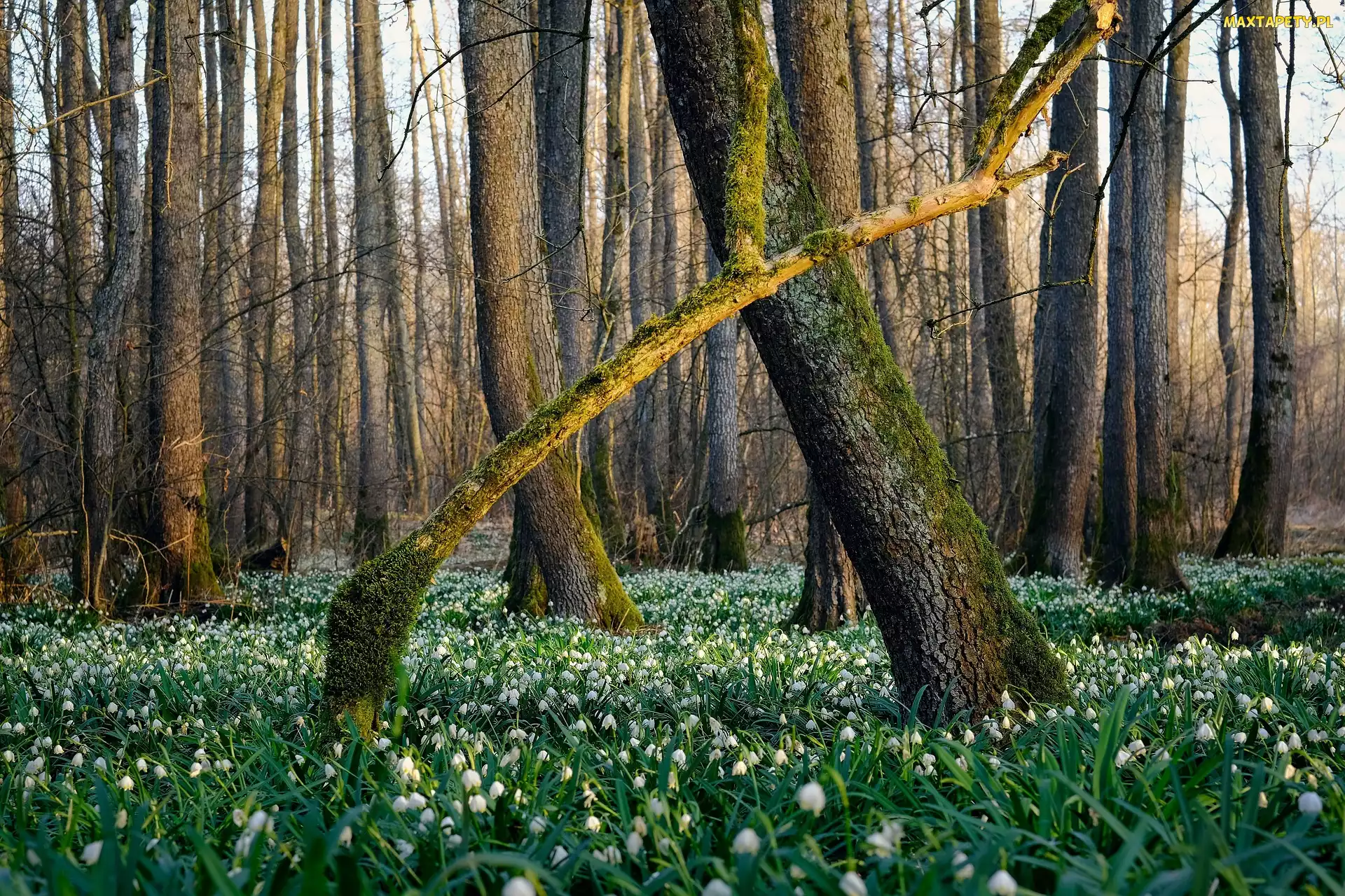 Śnieżyce, Kwiaty, Las, Drzewa