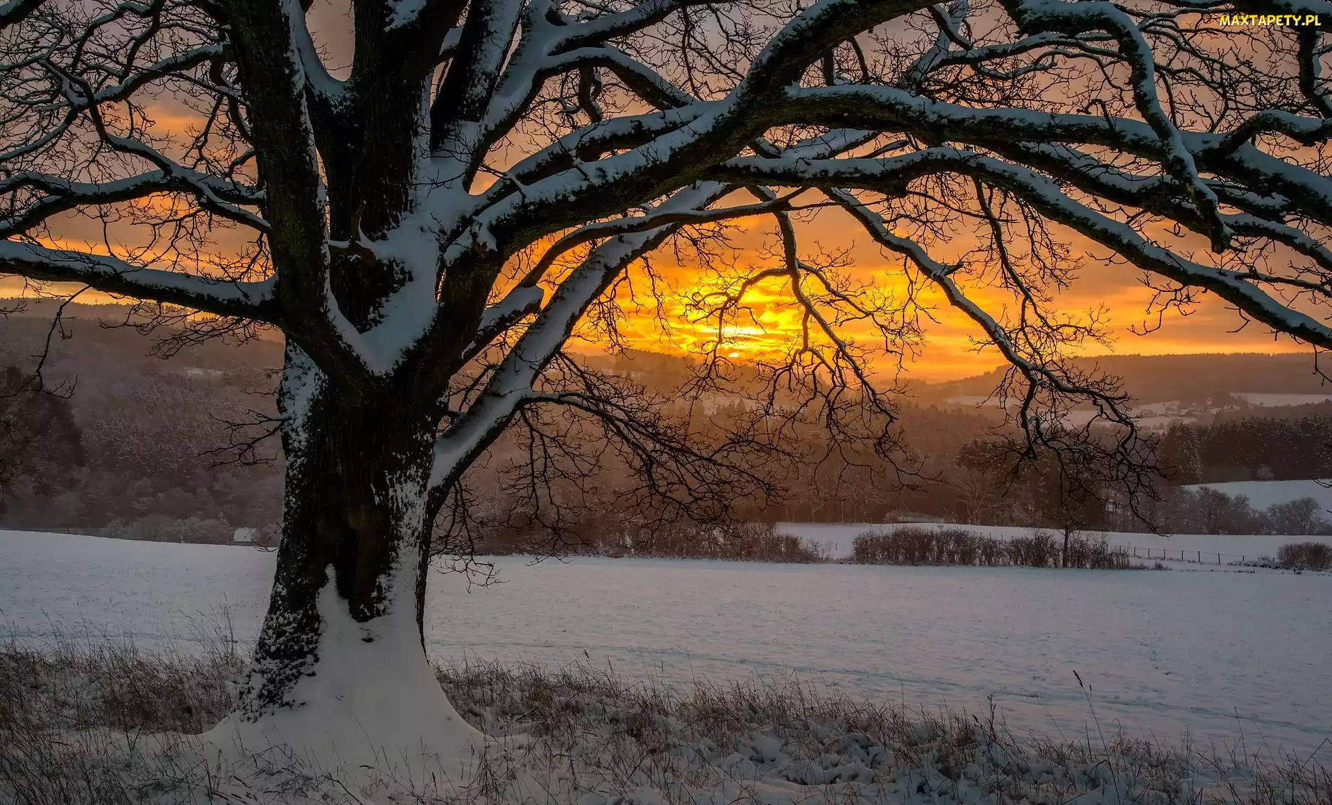 Śnieg, Drzewo, Zachód słońca, Zima