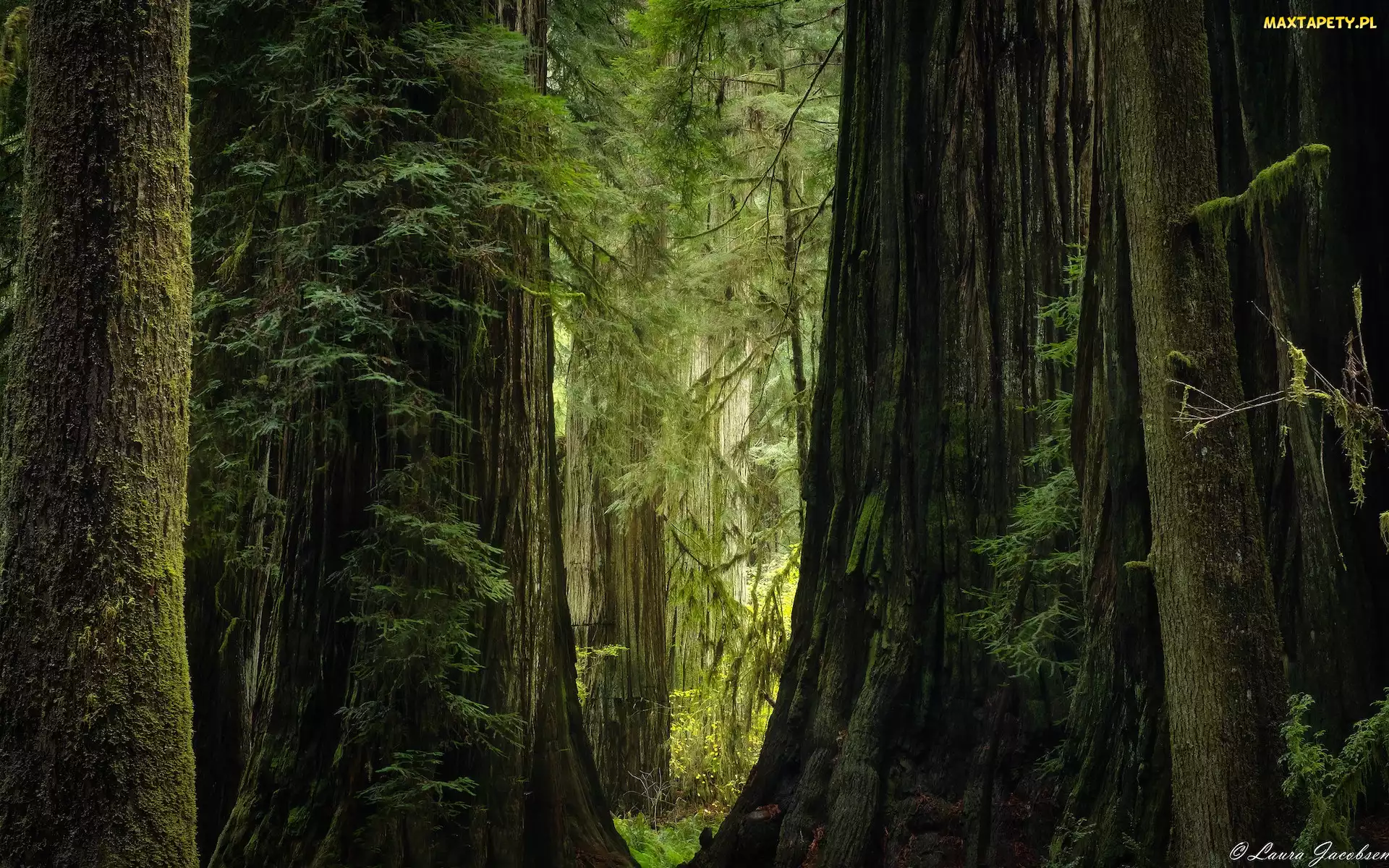 Kalifornia, Sekwoje, Drzewa, Park stanowy Jedediah Smith Redwoods, Stany Zjednoczone