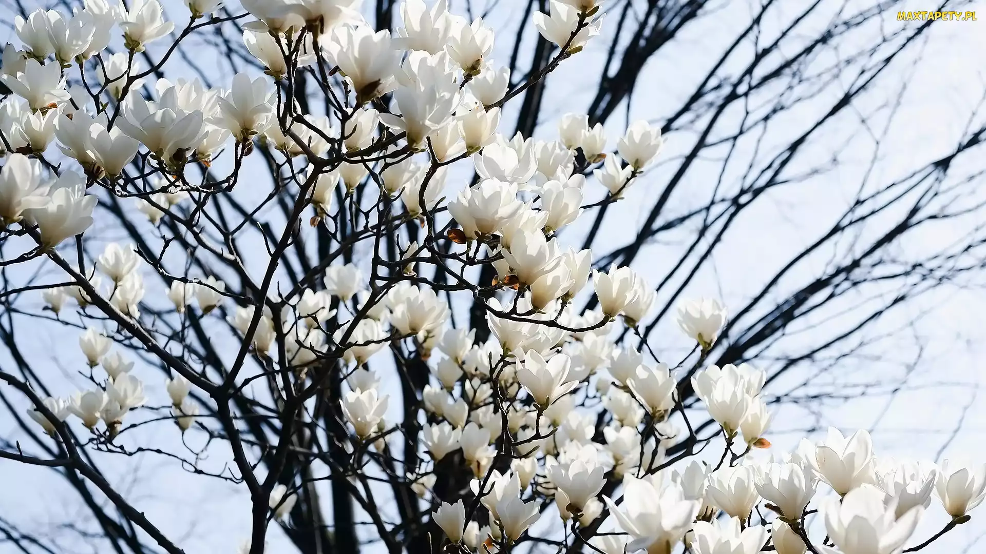 Kwiaty, Niebo, Gałązki, Magnolia, Białe