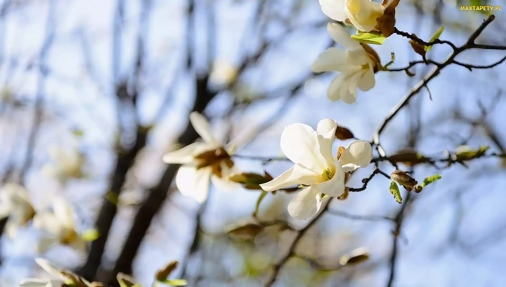Gałązki, Magnolie, Kwiaty, Białe