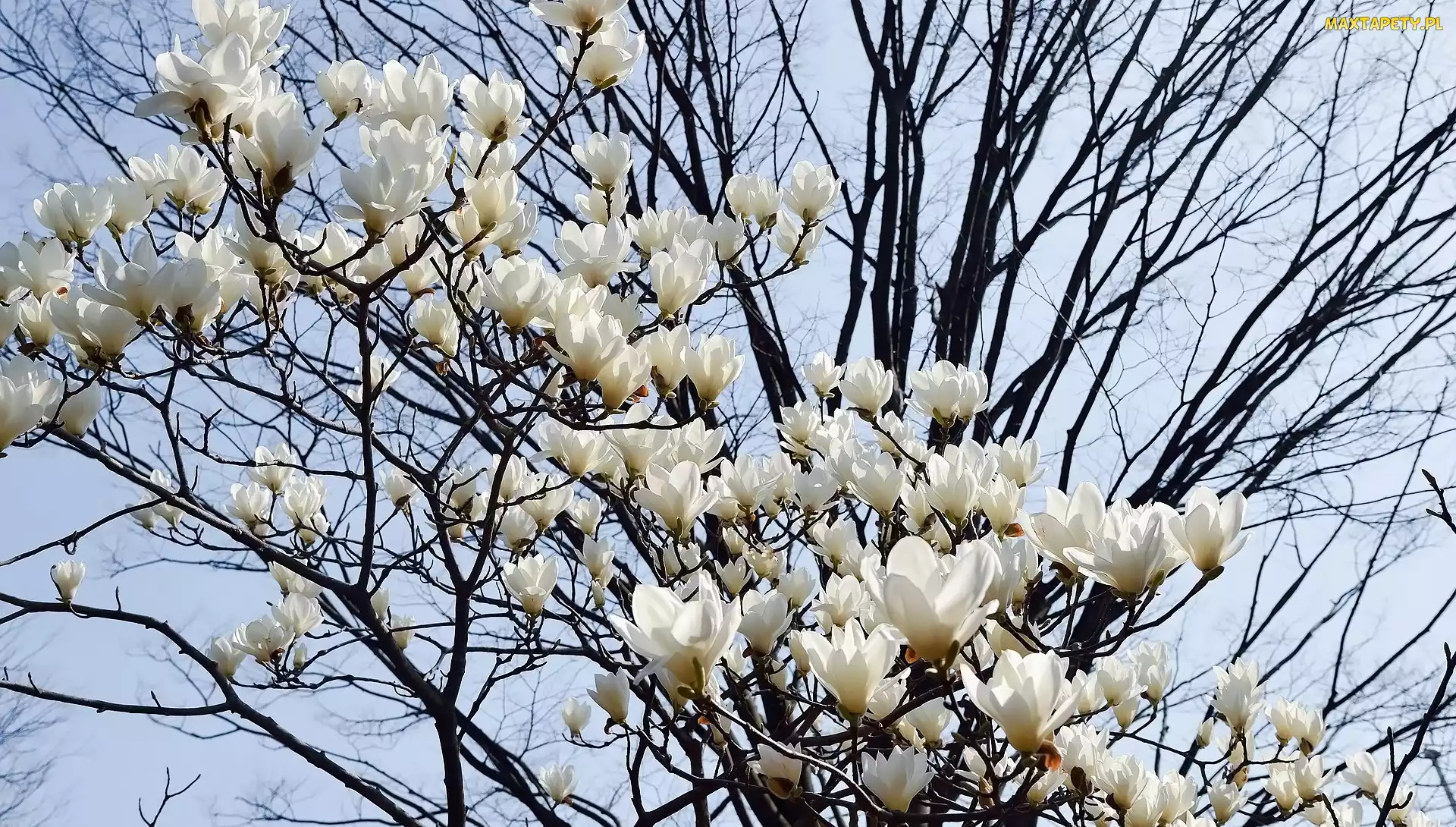 Białe, Magnolie, Gałązki, Kwiaty