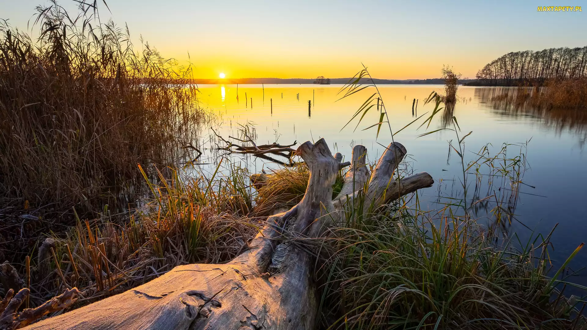 Brandenburgia, Trzcina, Jezioro Schwielochsee, Niemcy, Trawa, Wschód słońca, Konar