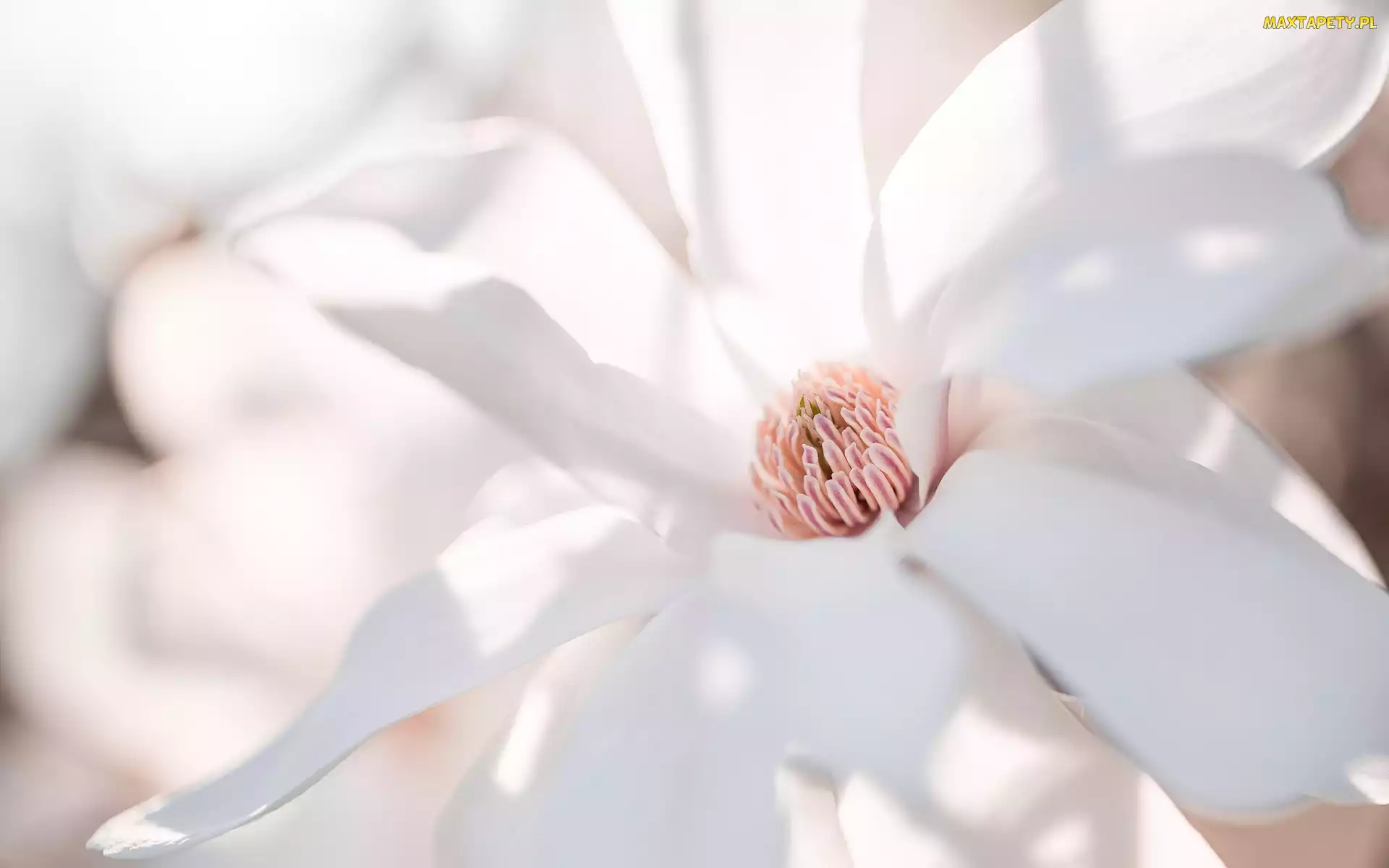 Makro, Magnolia, Kwiat, Biały