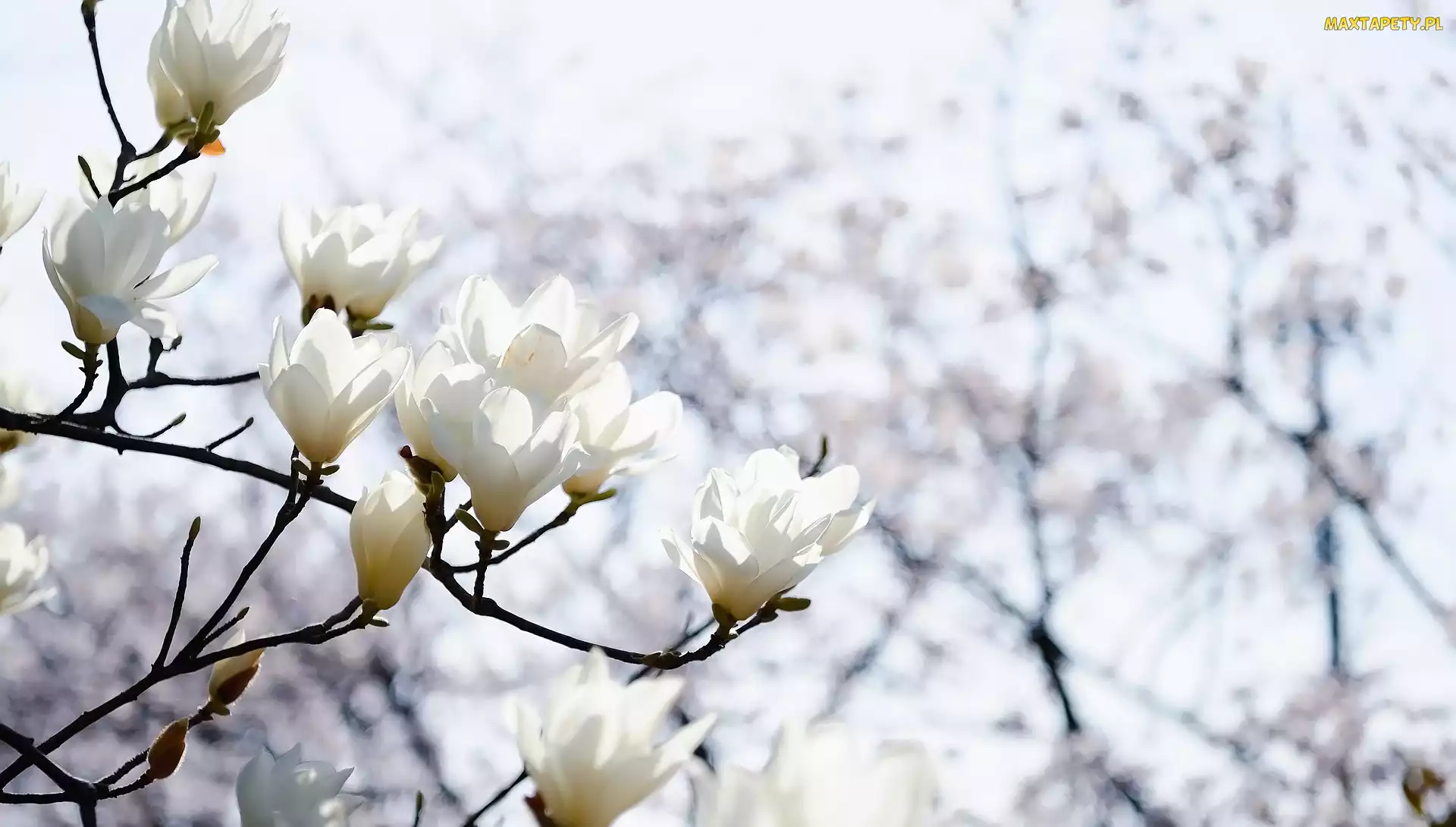 Białe, Kwiaty, Gałązki, Magnolia