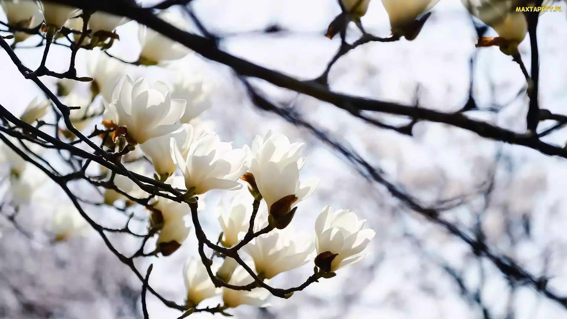 Kwiaty, Magnolia, Gałązki