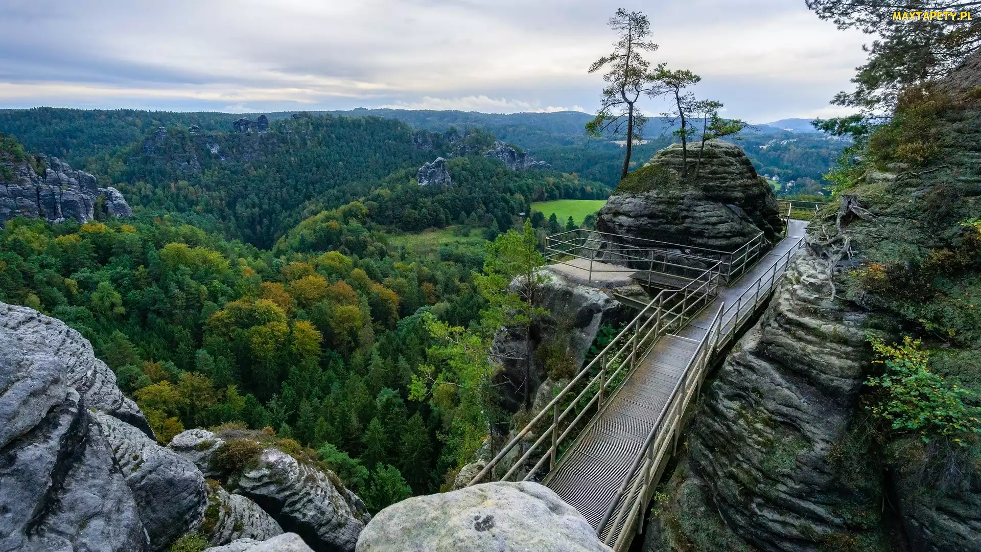 Drzewa, Taras widokowy, Góry Połabskie, Las, Park Narodowy Saskiej Szwajcarii, Skały, Niemcy, Pomost
