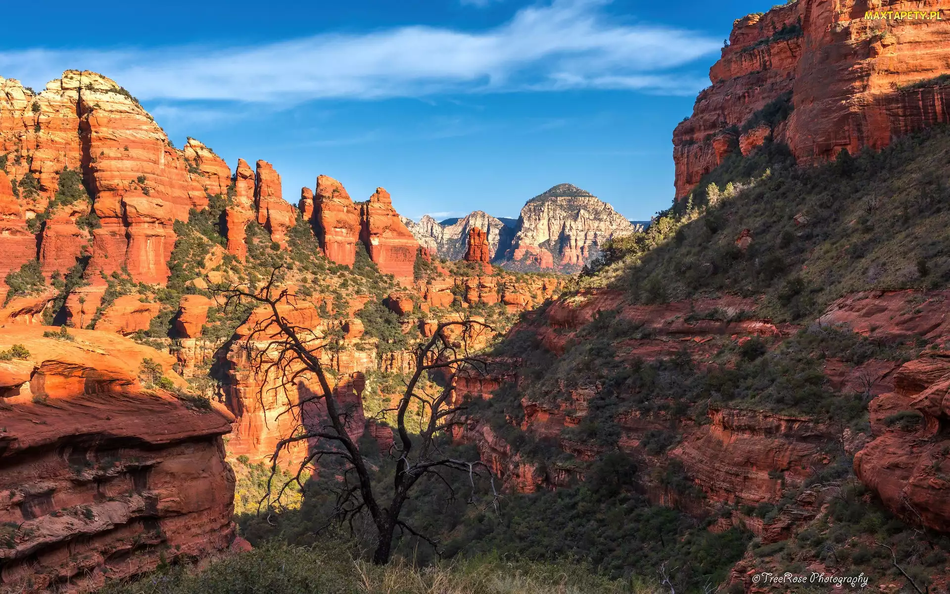 Arizona, Drzewo, Skały, Sedona, Stany Zjednoczone