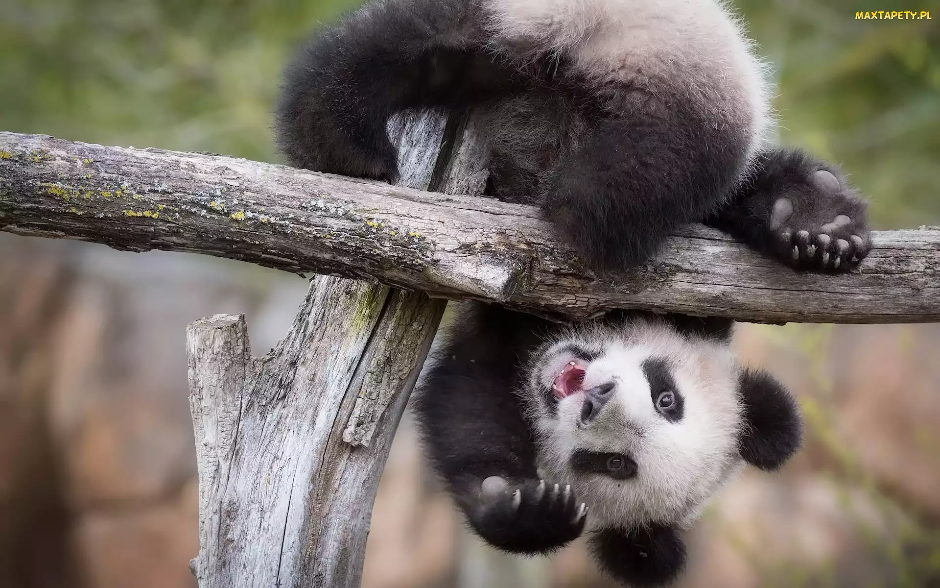 Panda, Niedźwiedź, Miś