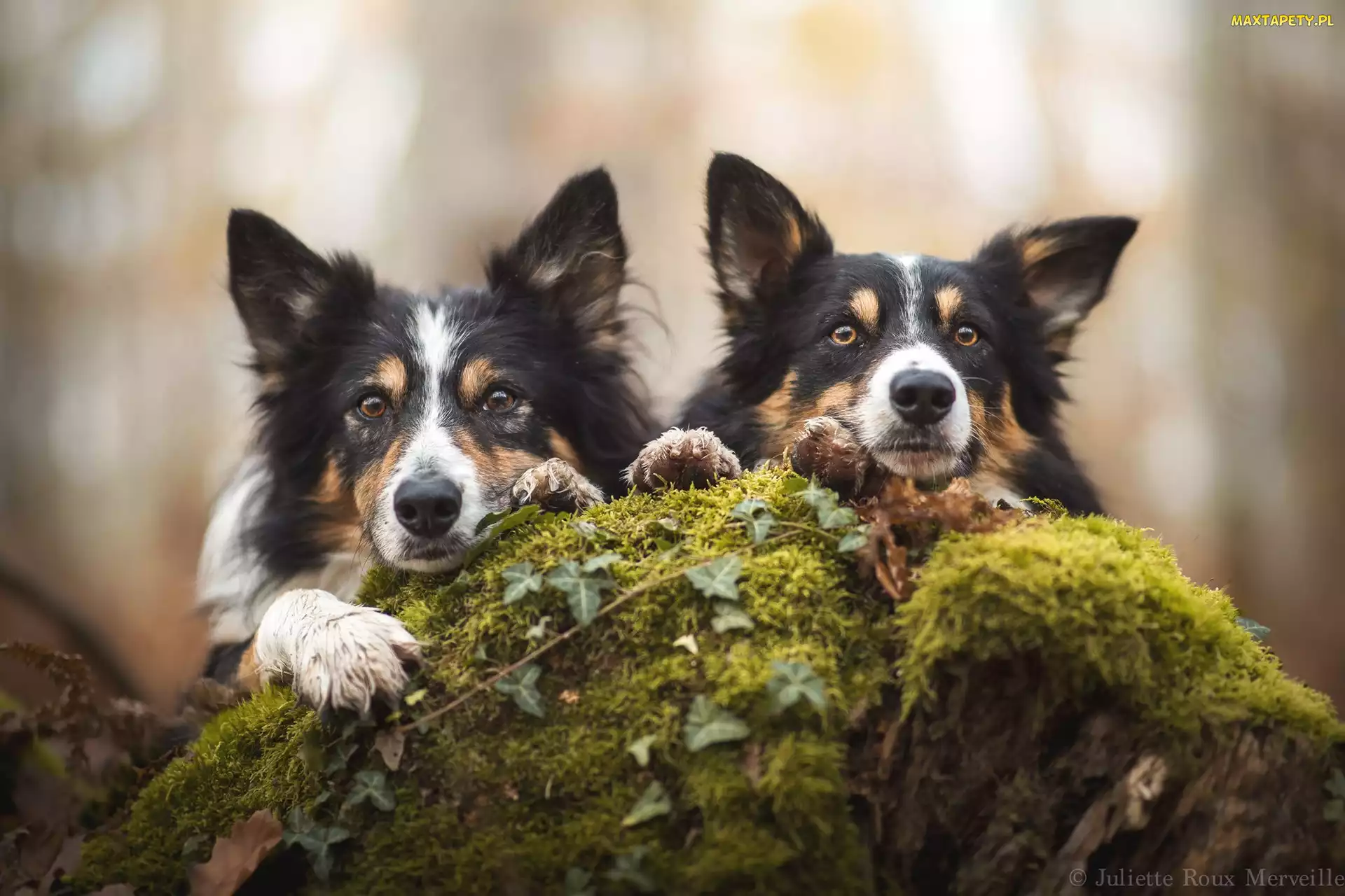 Dwa, Border collie, Psy