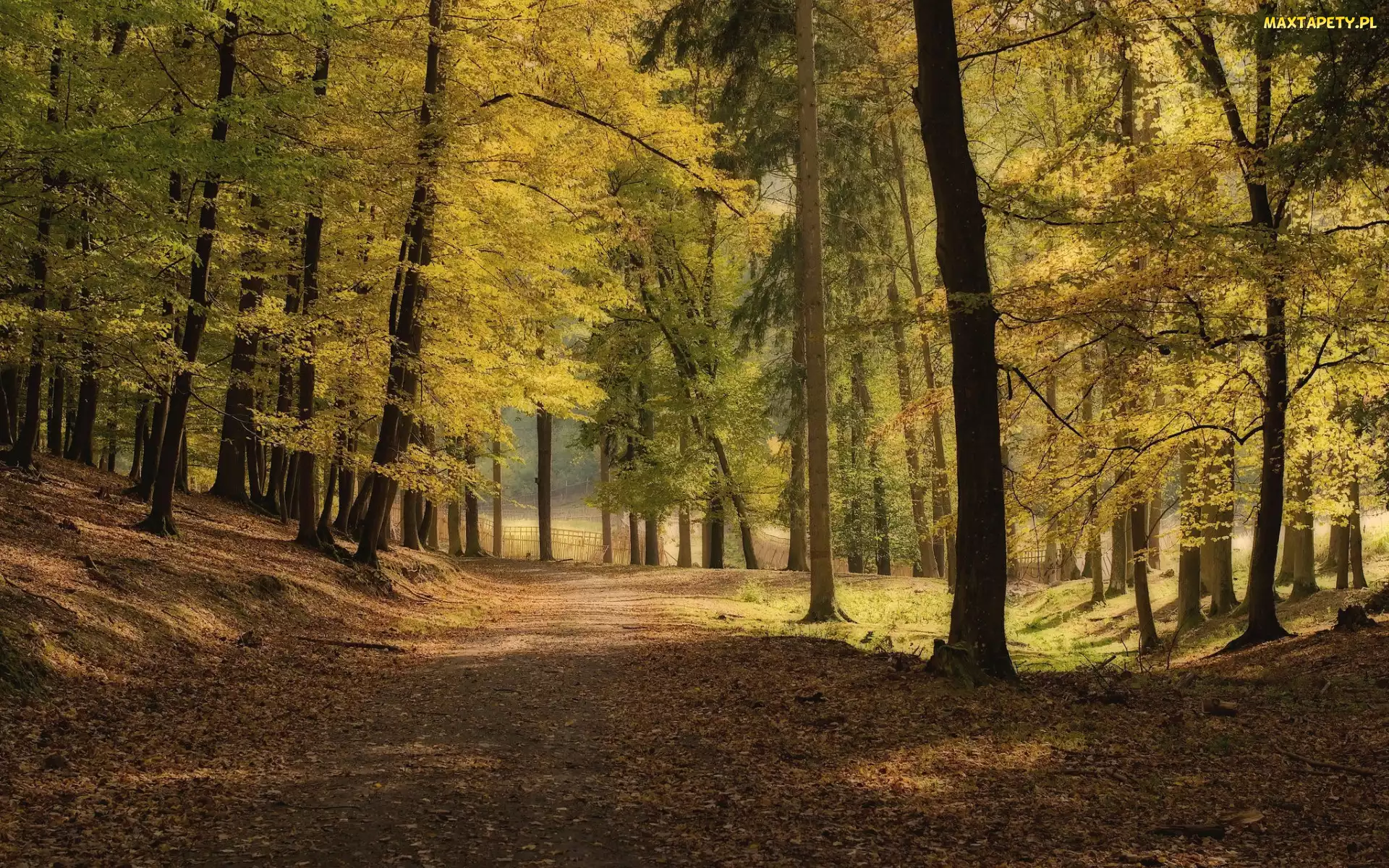 Droga, Park, Drzewa, Pożółkłe, Jesień