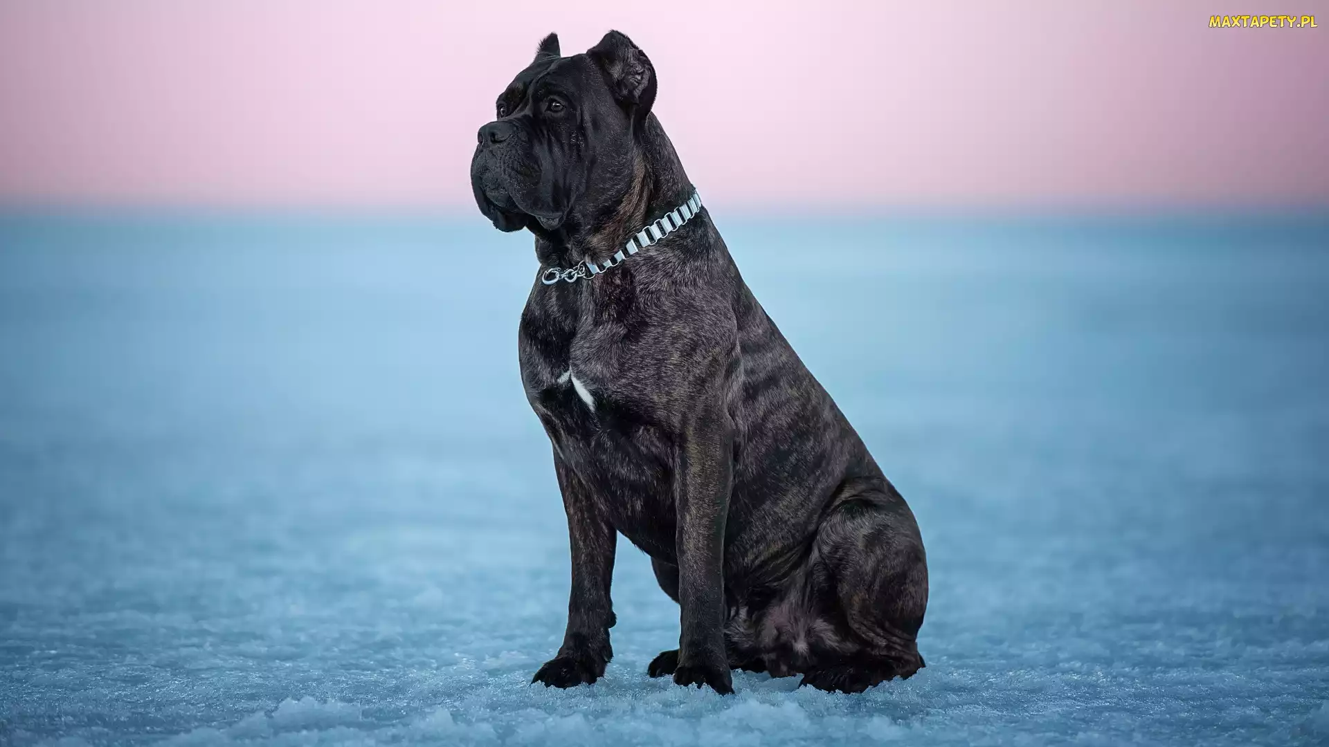 Cane corso, Lód, Pies