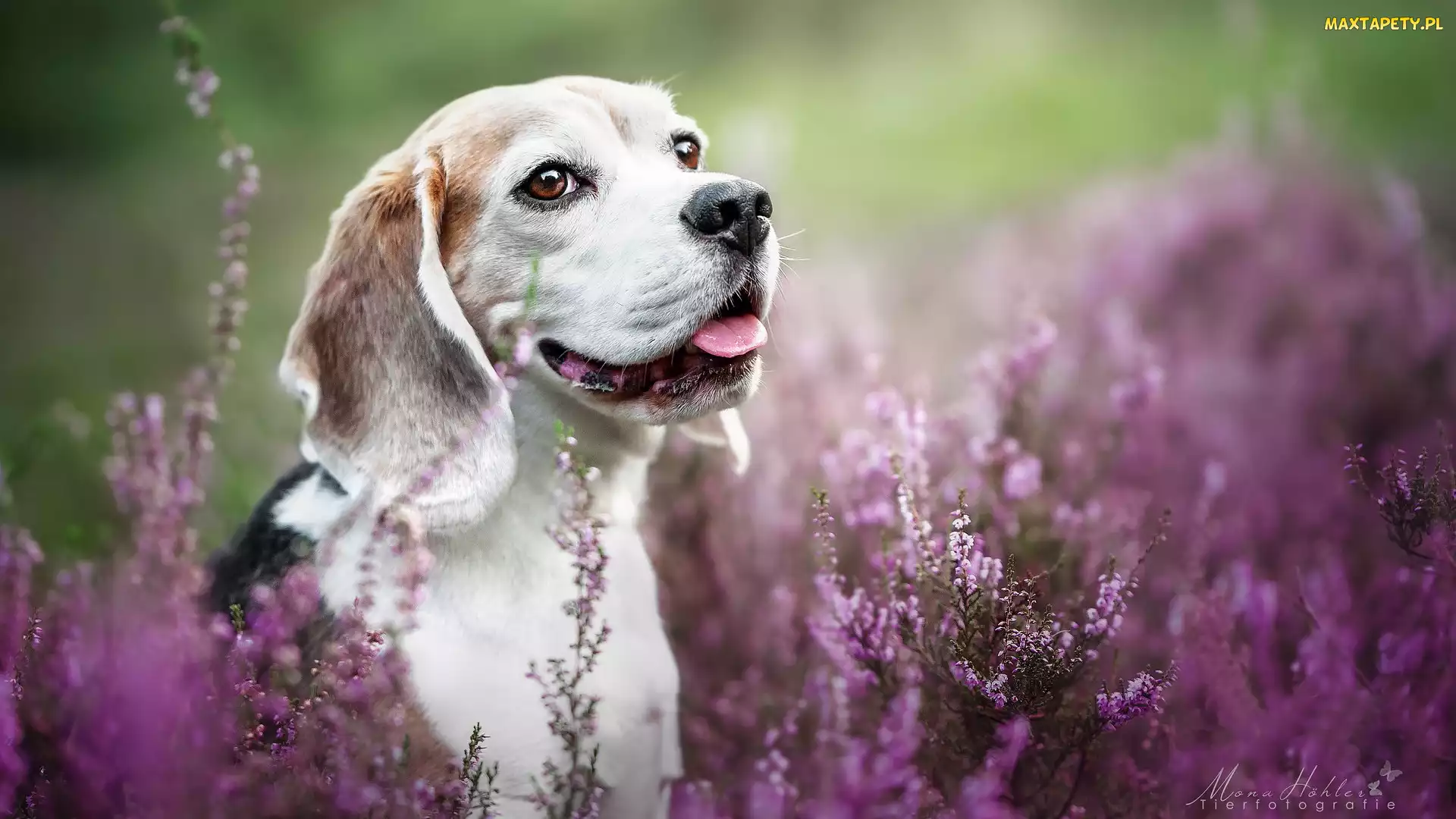 Uśmiech, Beagle, Wrzosy, Pies