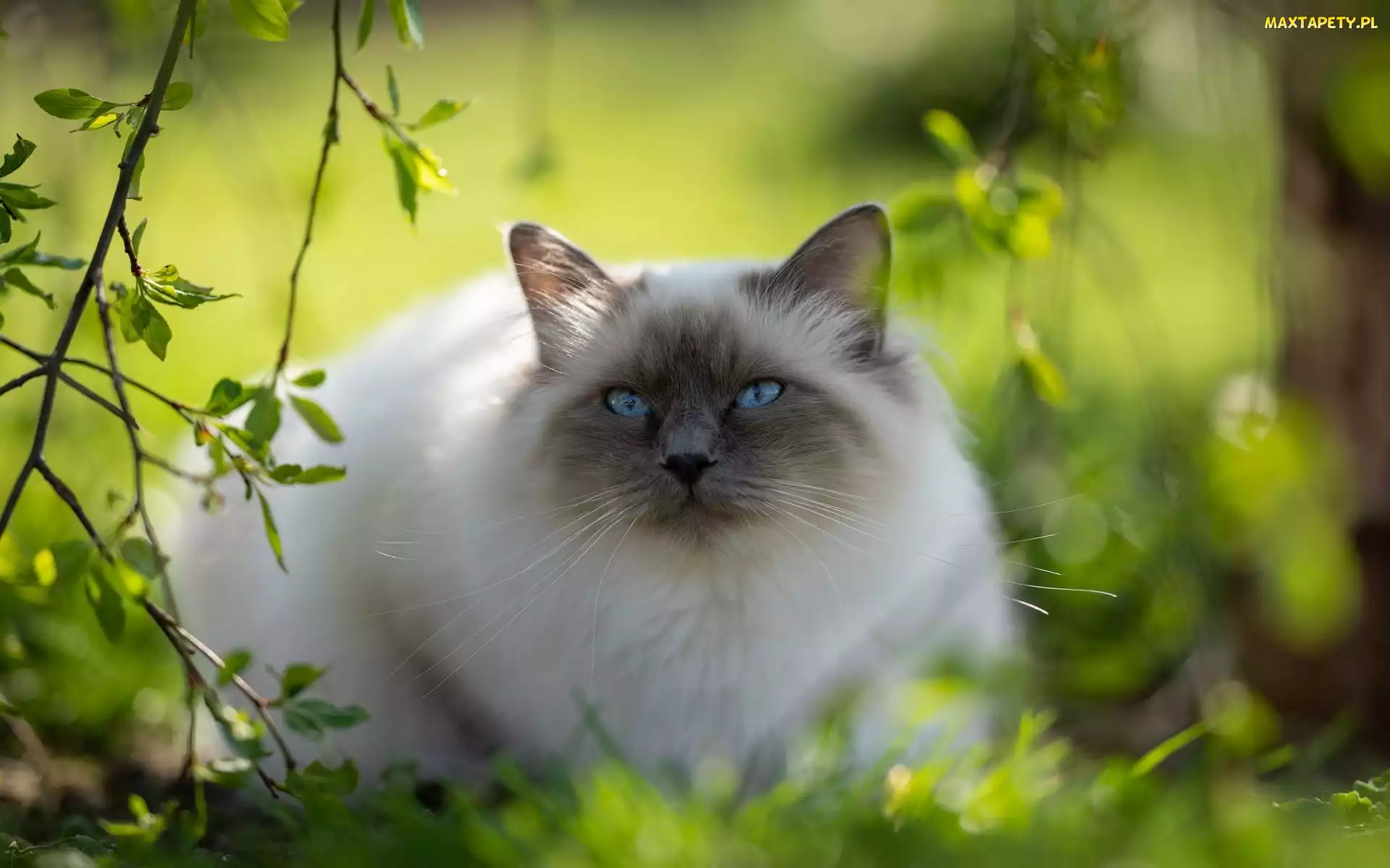 Zieleń, Niebieskooki, Kot, Ragdoll