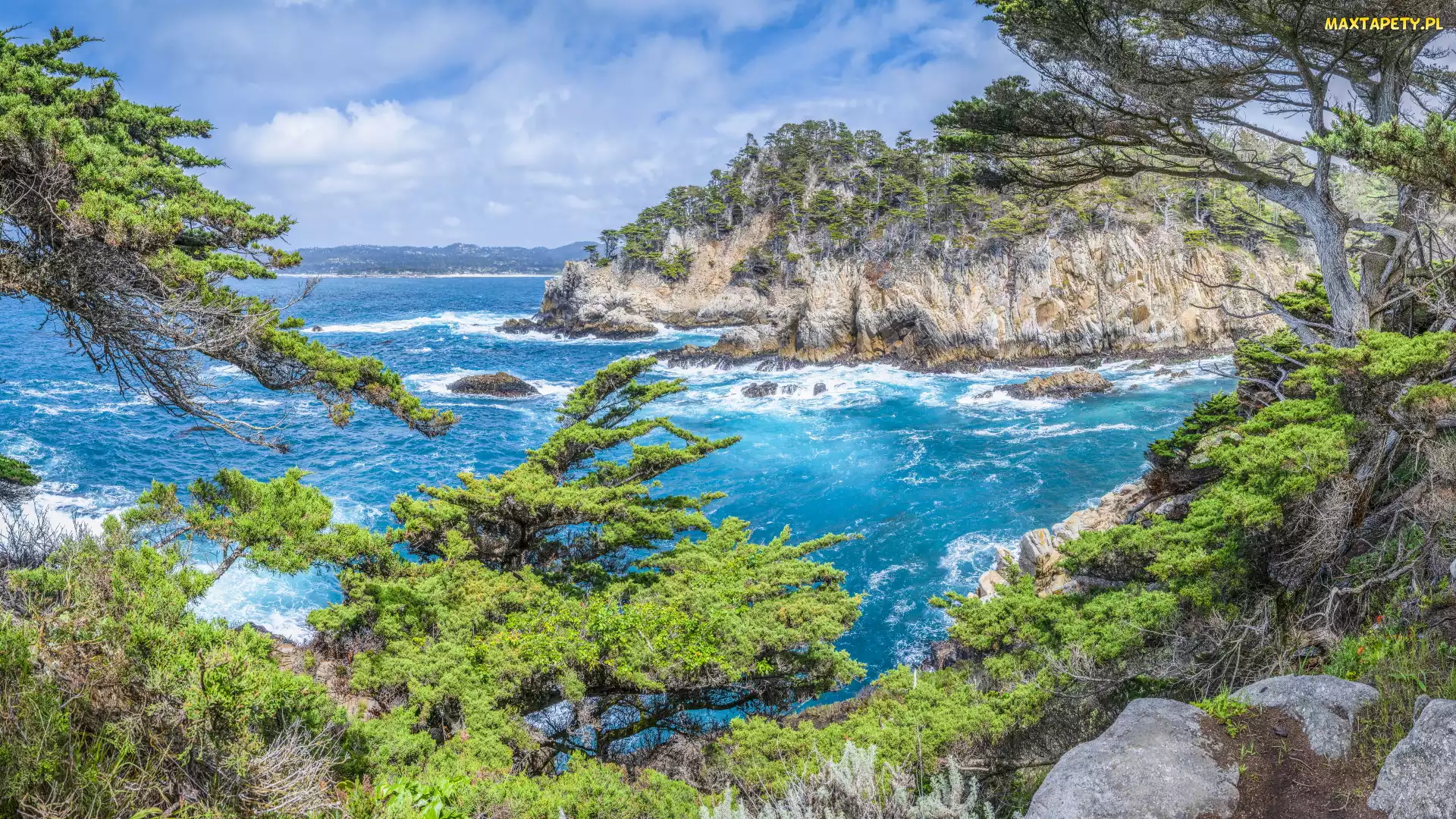 Skały, Rezerwat przyrody, Morze, Rośliny, Kalifornia, Drzewa, Stany Zjednoczone, Point Lobos