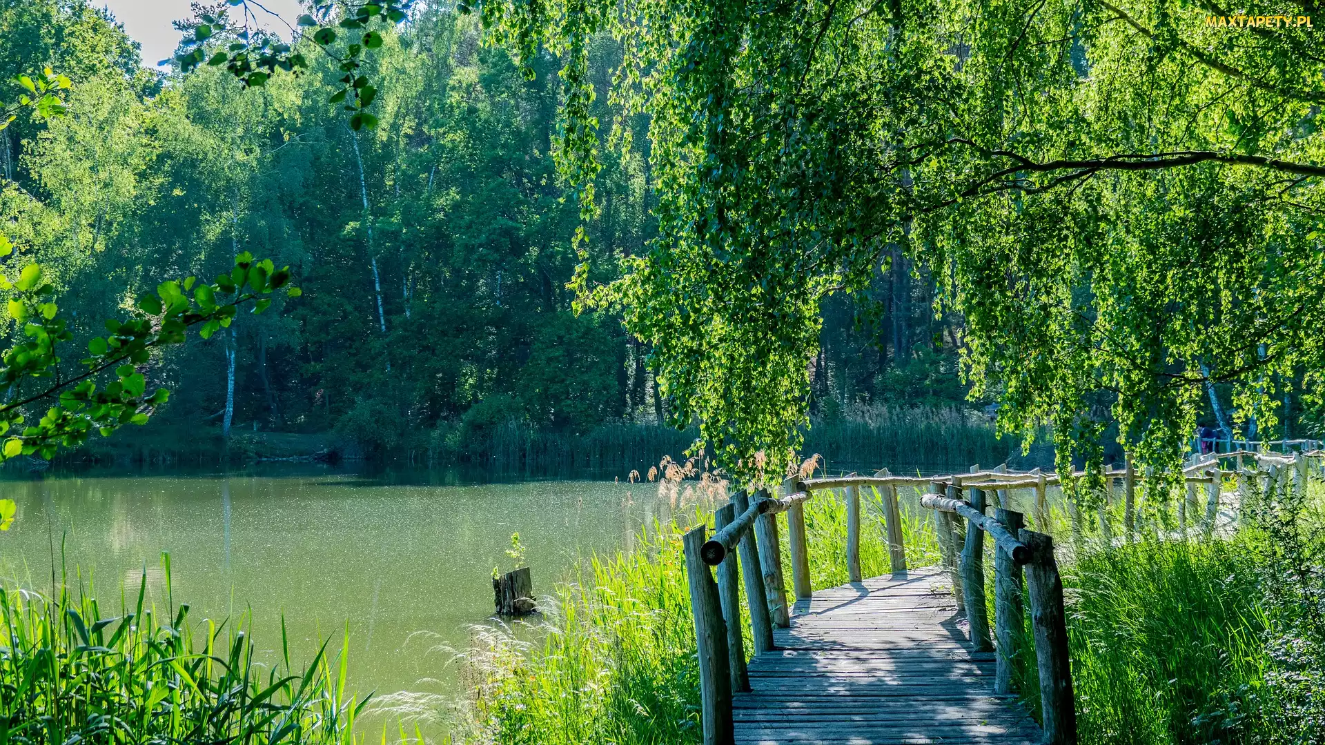 Drzewa, Las, Jezioro, Mostek