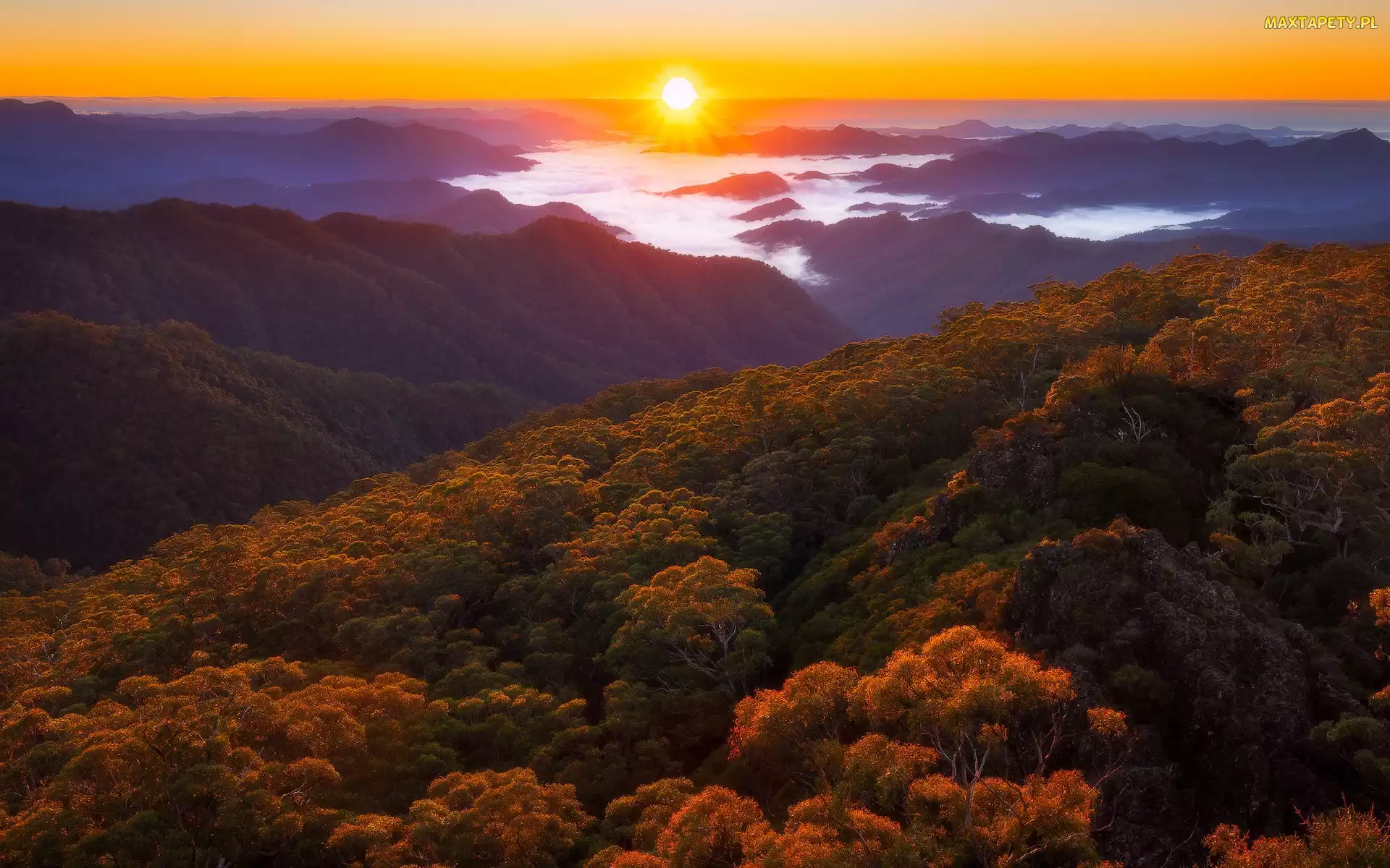 Australia, Mgła, Jesień, Drzewa, Promienie słońca, Lasy, Queensland, Park Narodowy New England, Góry