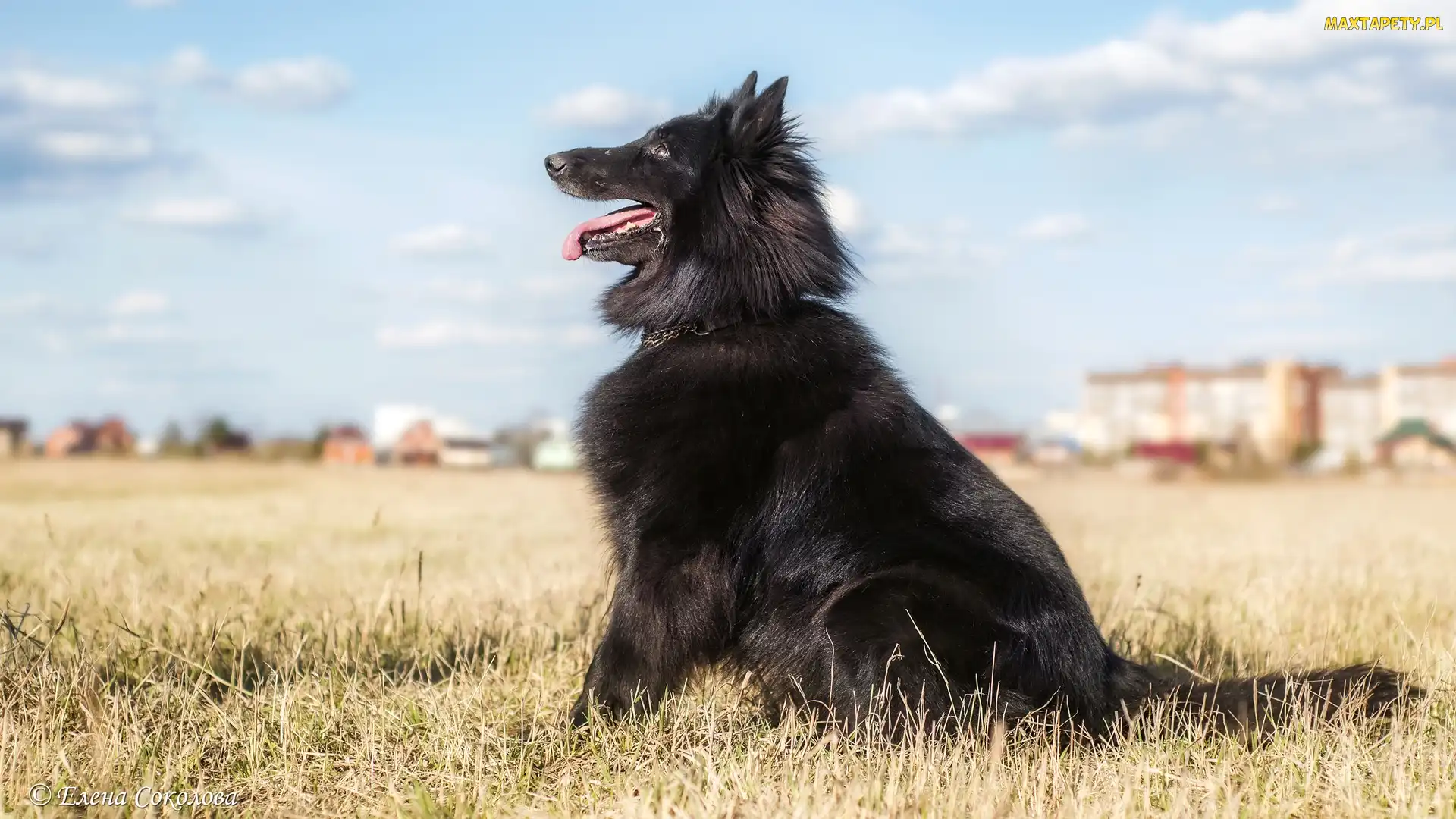 Owczarek belgijski groenendael, Łąka, Pies