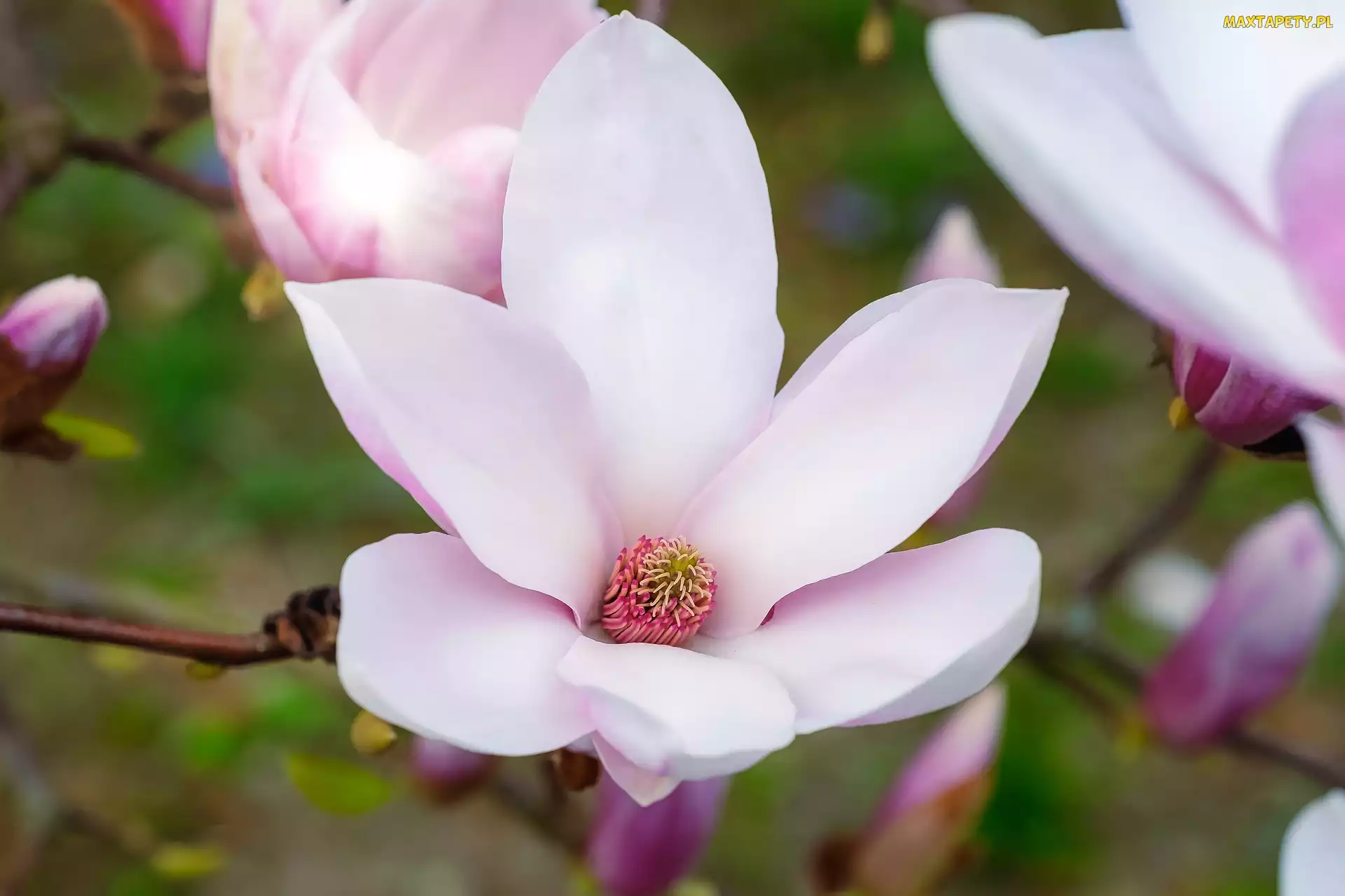 Pąki, Kwiat, Magnolia, Biało-różowy