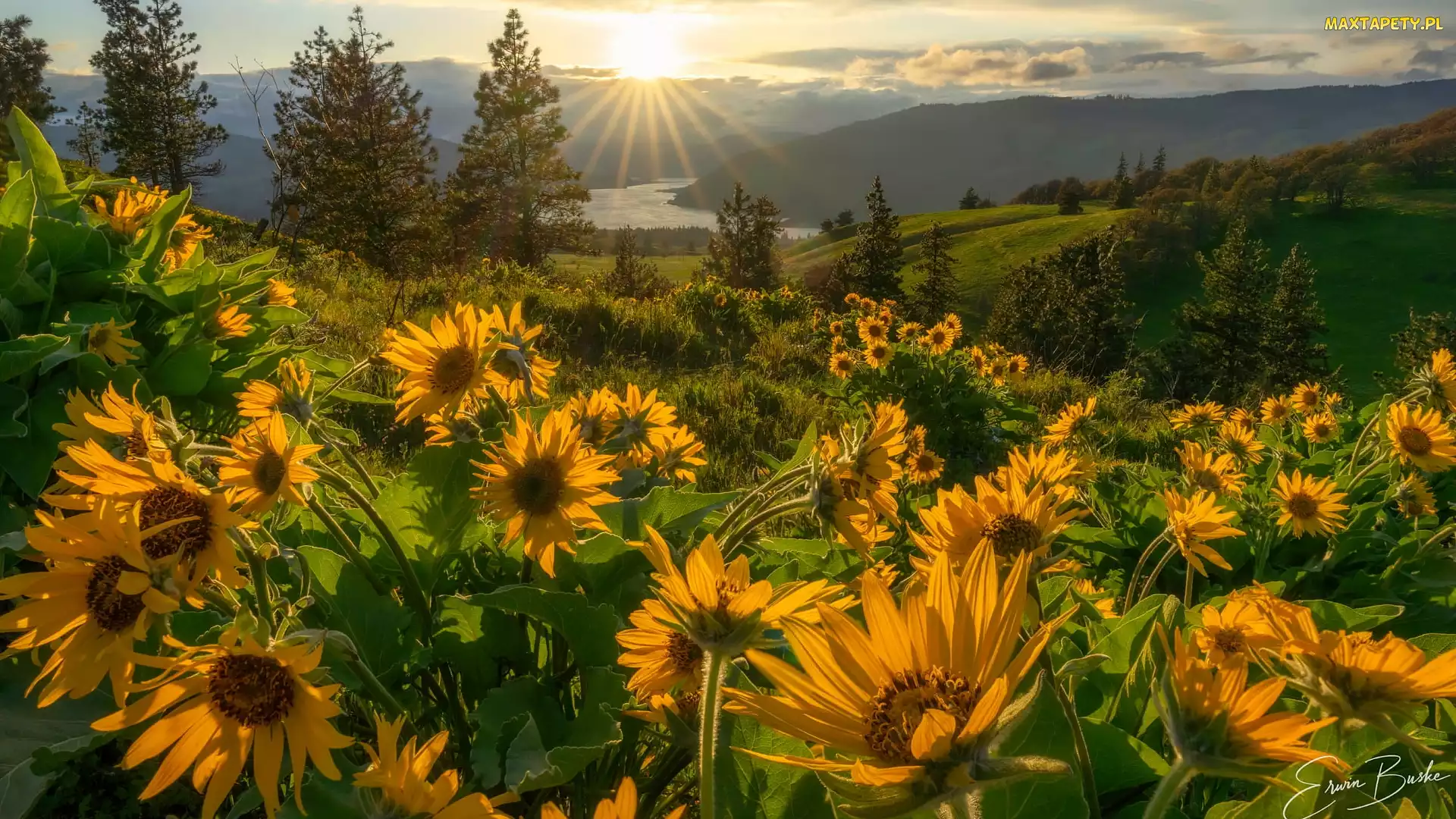 Balsamorhiza, Promienie słońca, Rezerwat przyrody, Żółte, Łąka, Stany Zjednoczone, Columbia River Gorge, Stan Waszyngton, Kwiaty, Góry Kaskadowe, Rzeka Kolumbia