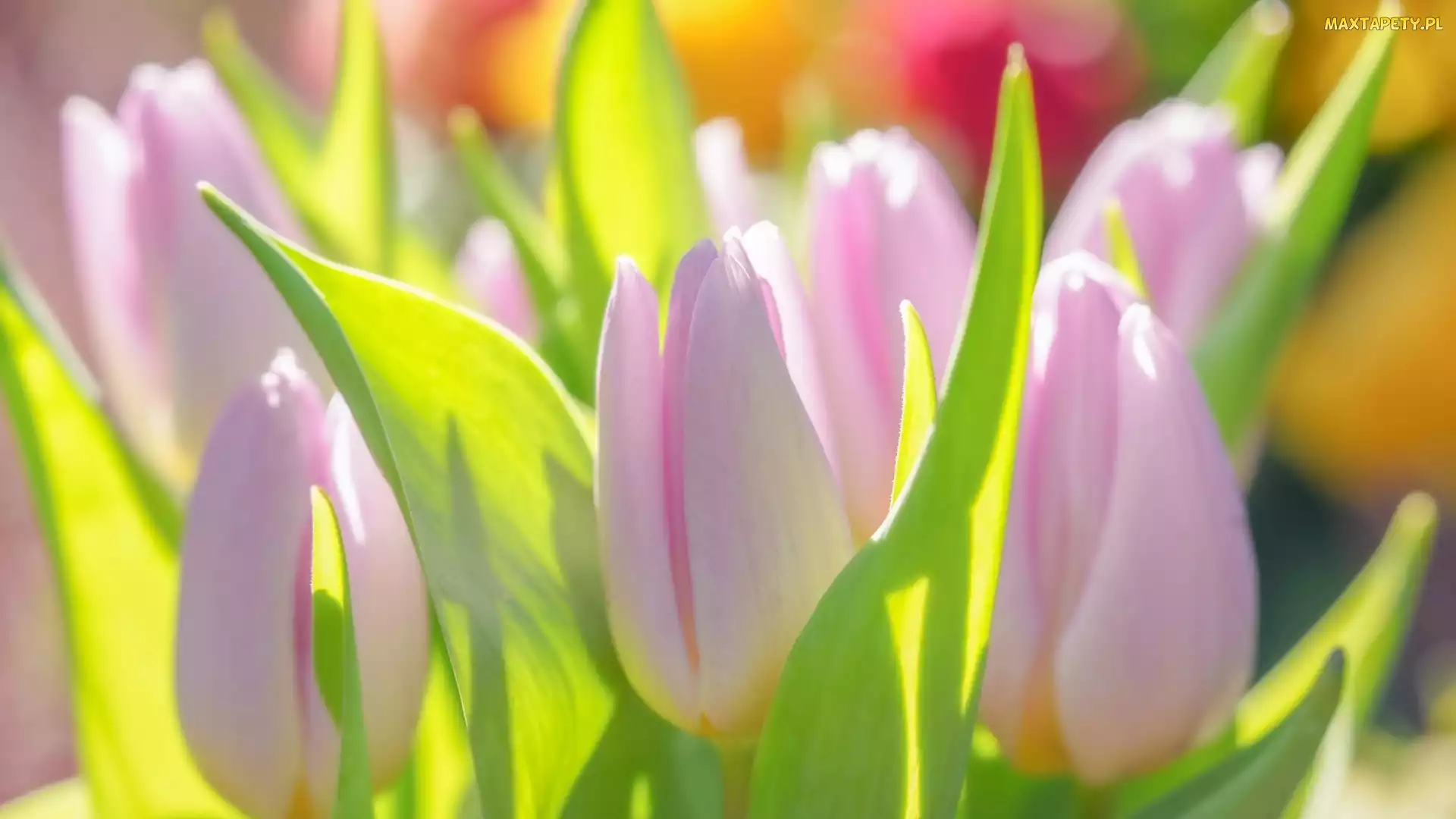 Tulipany, Zbliżenie, Bladoróżowe
