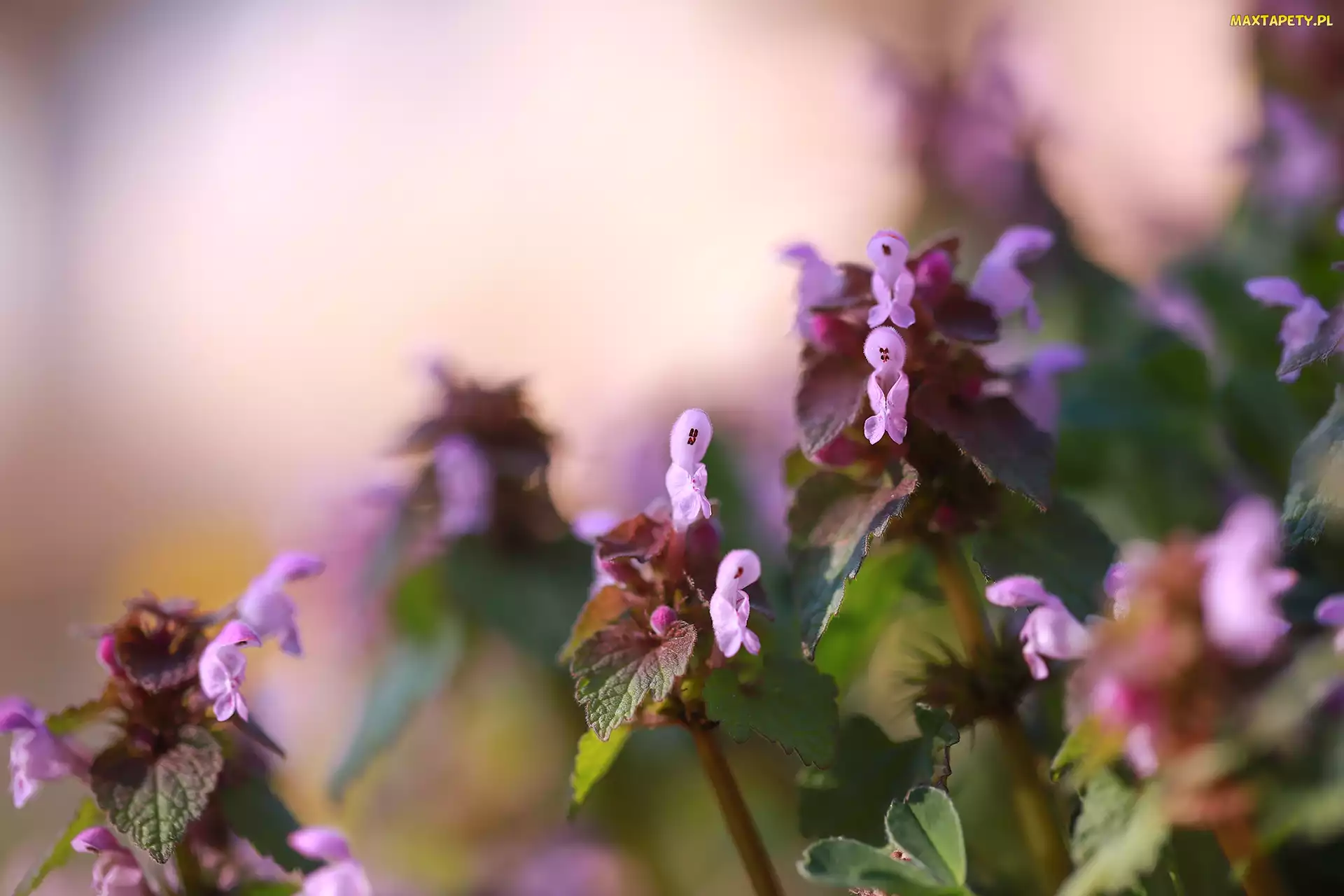 Kwiaty, Roślina, Jasnota purpurowa