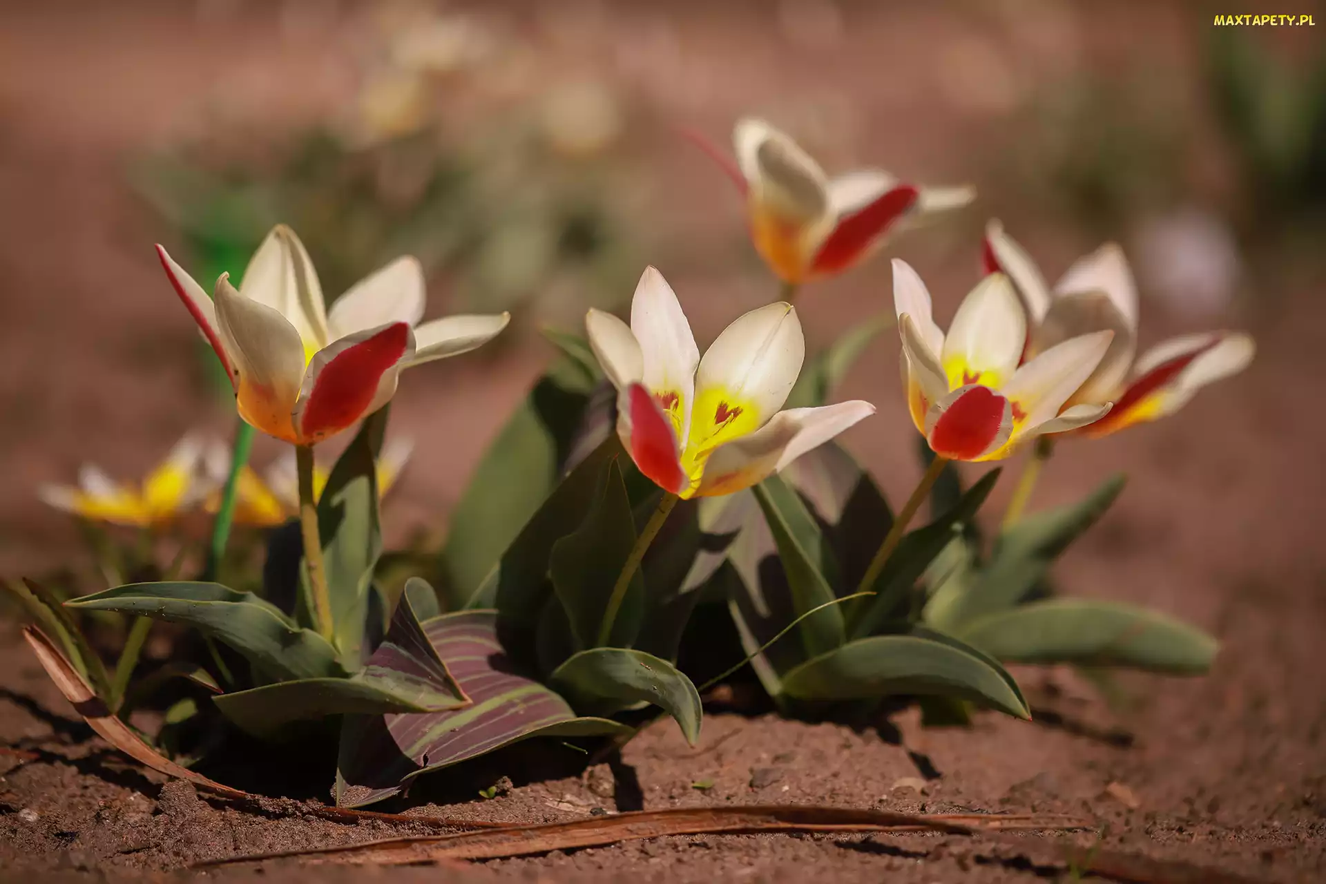 Tulipany, Kwiaty, Rozkwitnięte