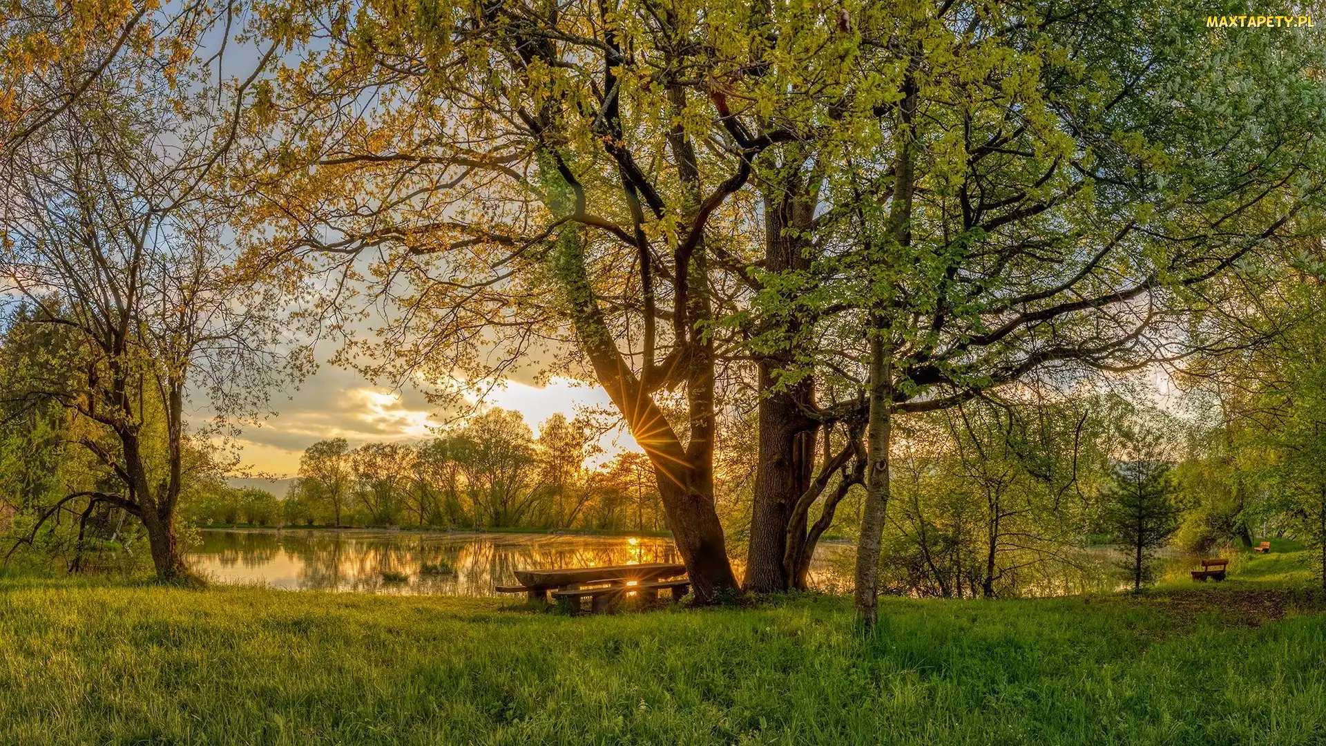 Trawa, Staw, Drzewa, Wiosna, Ławka, Park, Promienie słońca