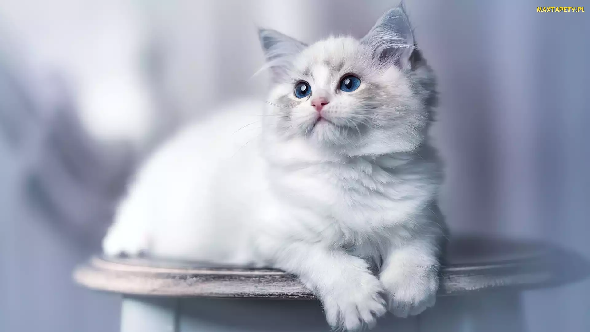 Ragdoll, Kot, Biało-szary, Młody