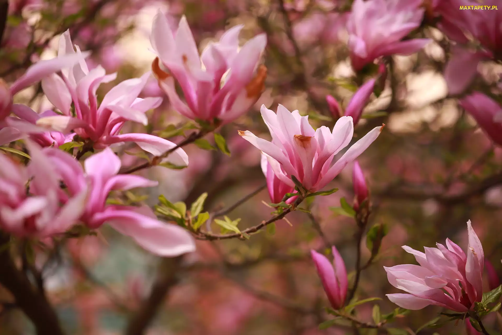 Różowe, Kwiaty, Magnolie