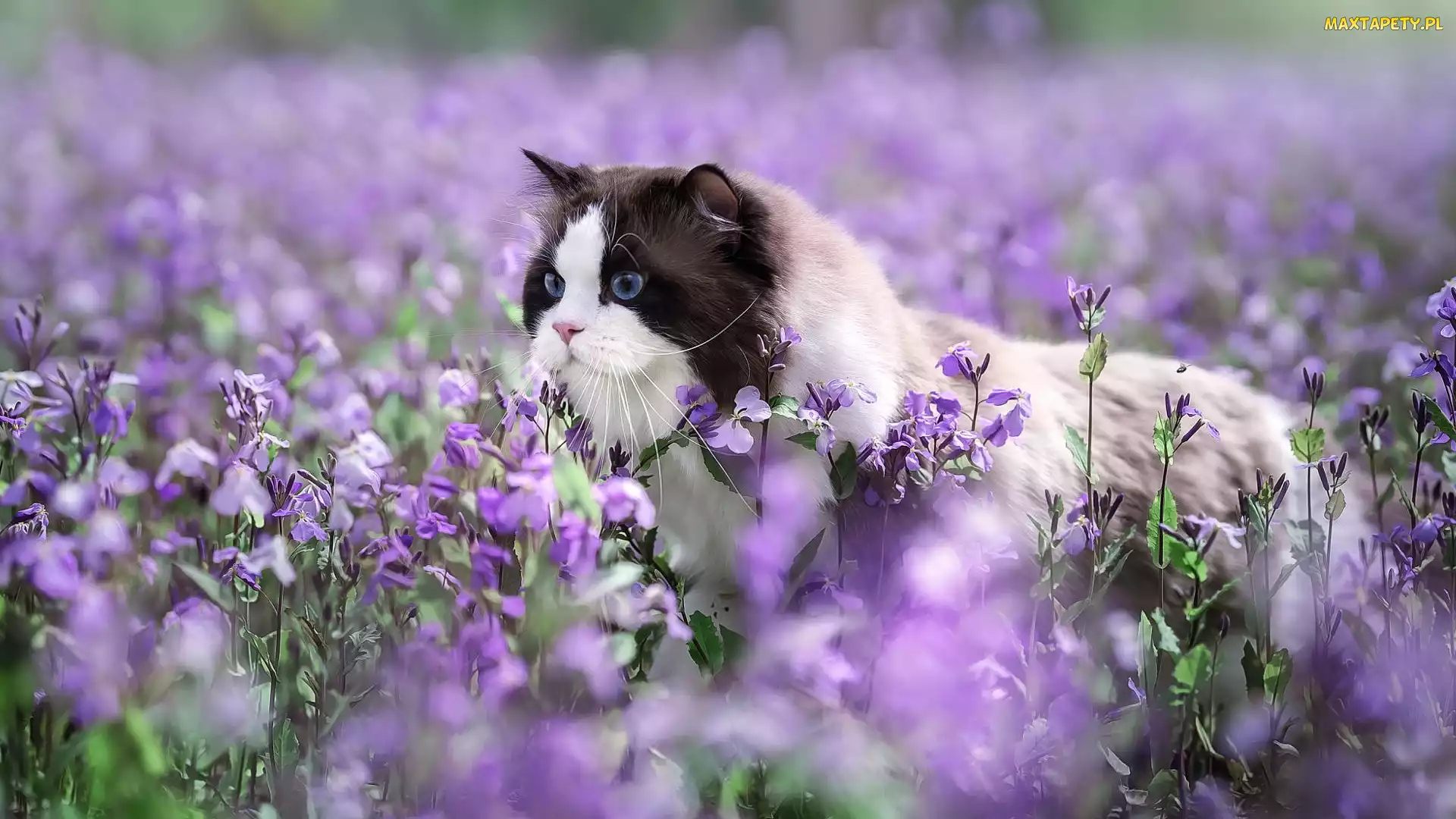 Kwiaty, Fioletowe, Kot, Ragdoll