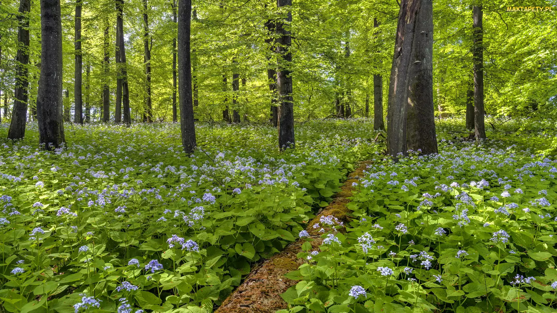 Las, Miesiącznice, Kwiaty, Drzewa, Wiosna