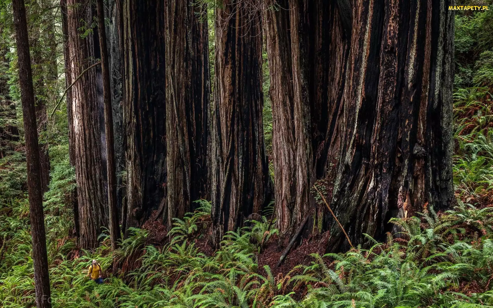 Kalifornia, Sekwoje, Stany Zjednoczone, Drzewa, Paprocie, Park Narodowy Redwood, Człowiek, Pnie