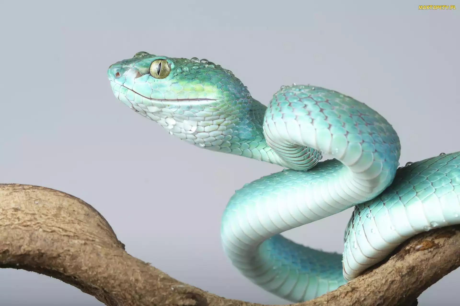 Tło, Szare, Żmija, Niebieska, Trimeresurus insularis, Gałąź