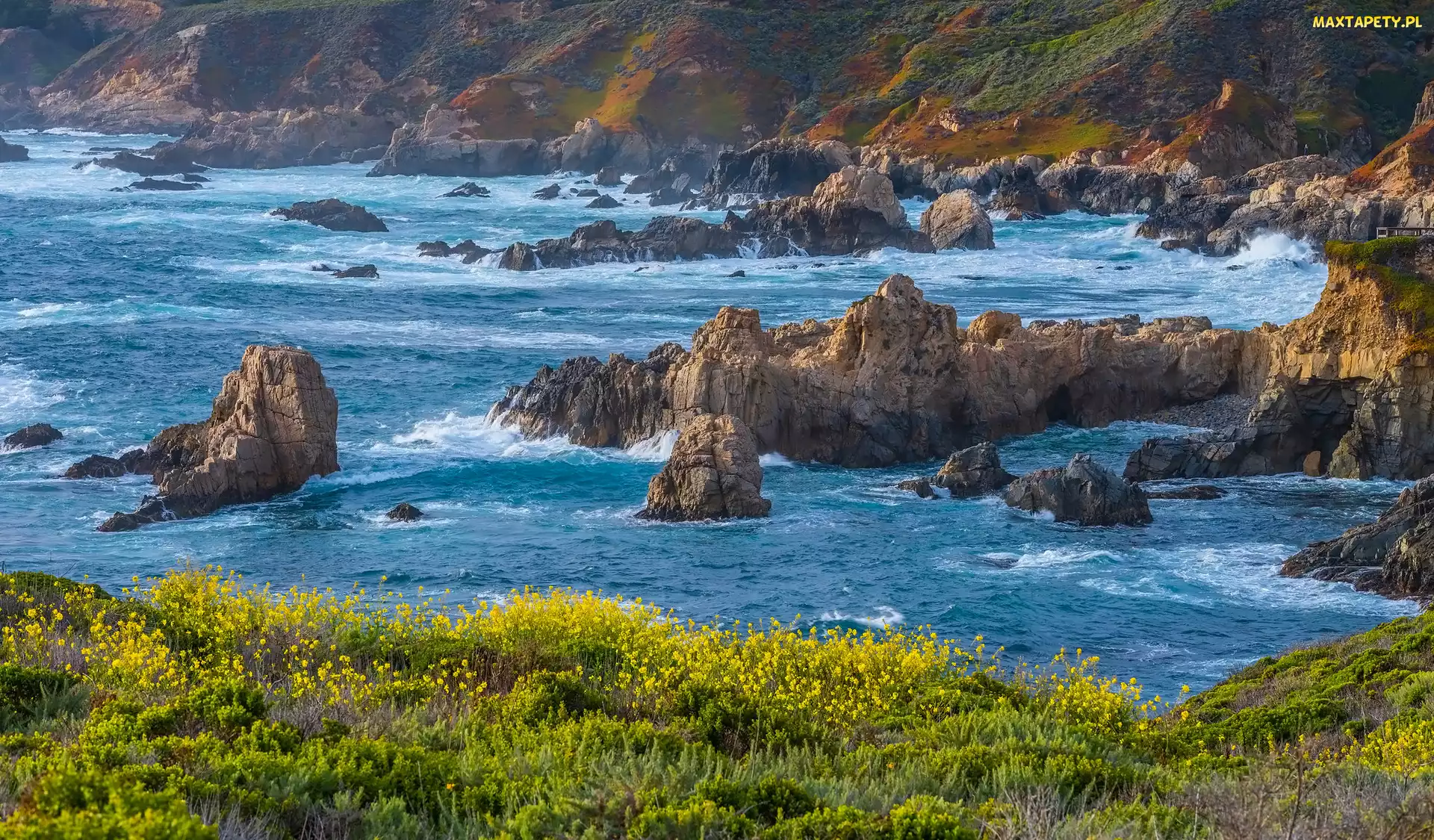 Big Sur, Rośliny, Wybrzeże, Skały, Kalifornia, Morze, Stany Zjednoczone, Park Stanowy Garrapata