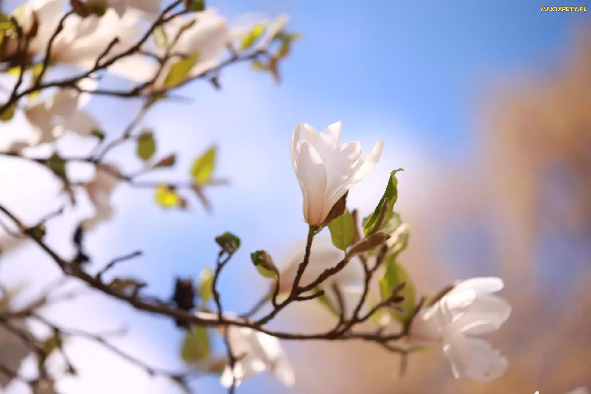 Krzew, Kwiat, Biała, Magnolia