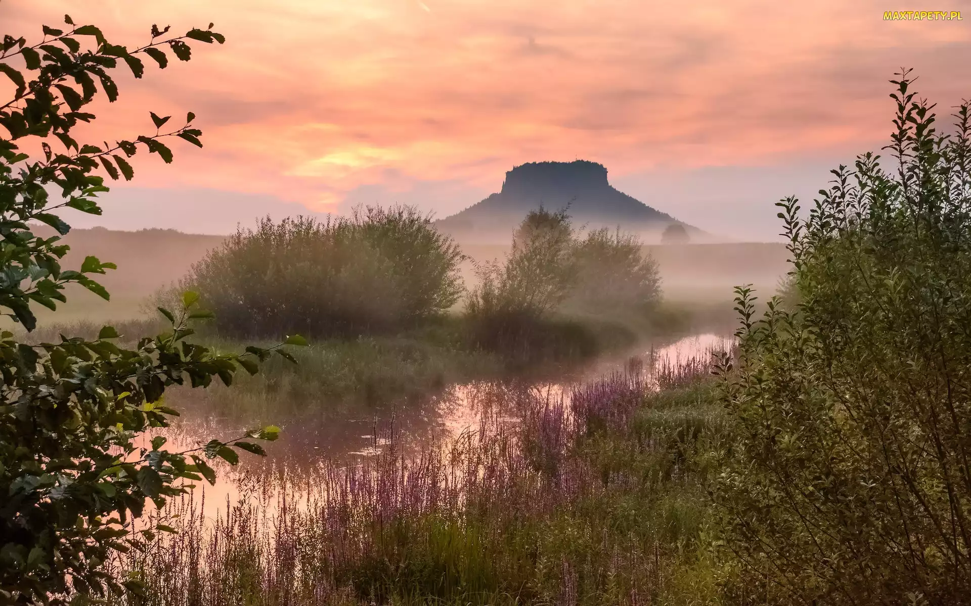 Mgła, Roślinność, Park Narodowy Saskiej Szwajcarii, Krzewy, Rzeka, Niemcy, Góra