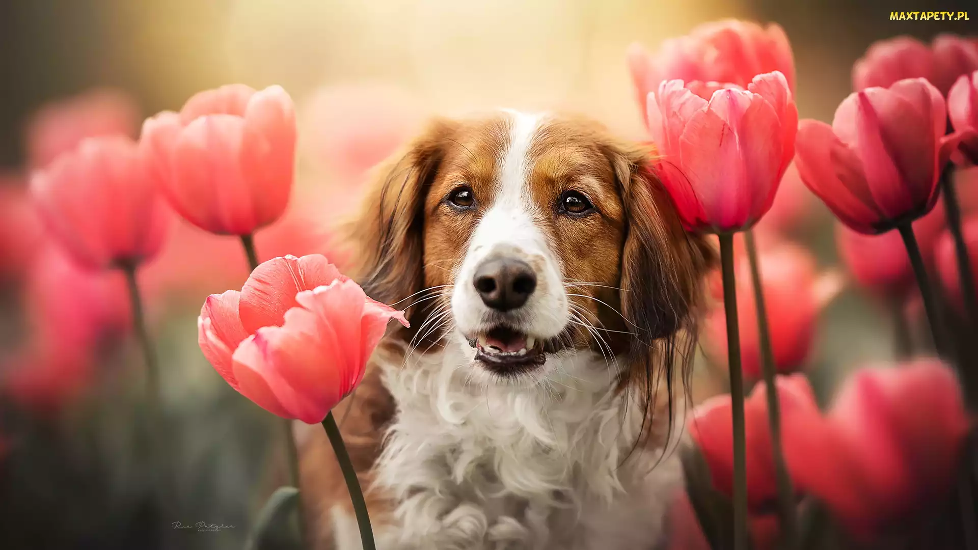 Płochacz holenderski, Tulipany, Pies
