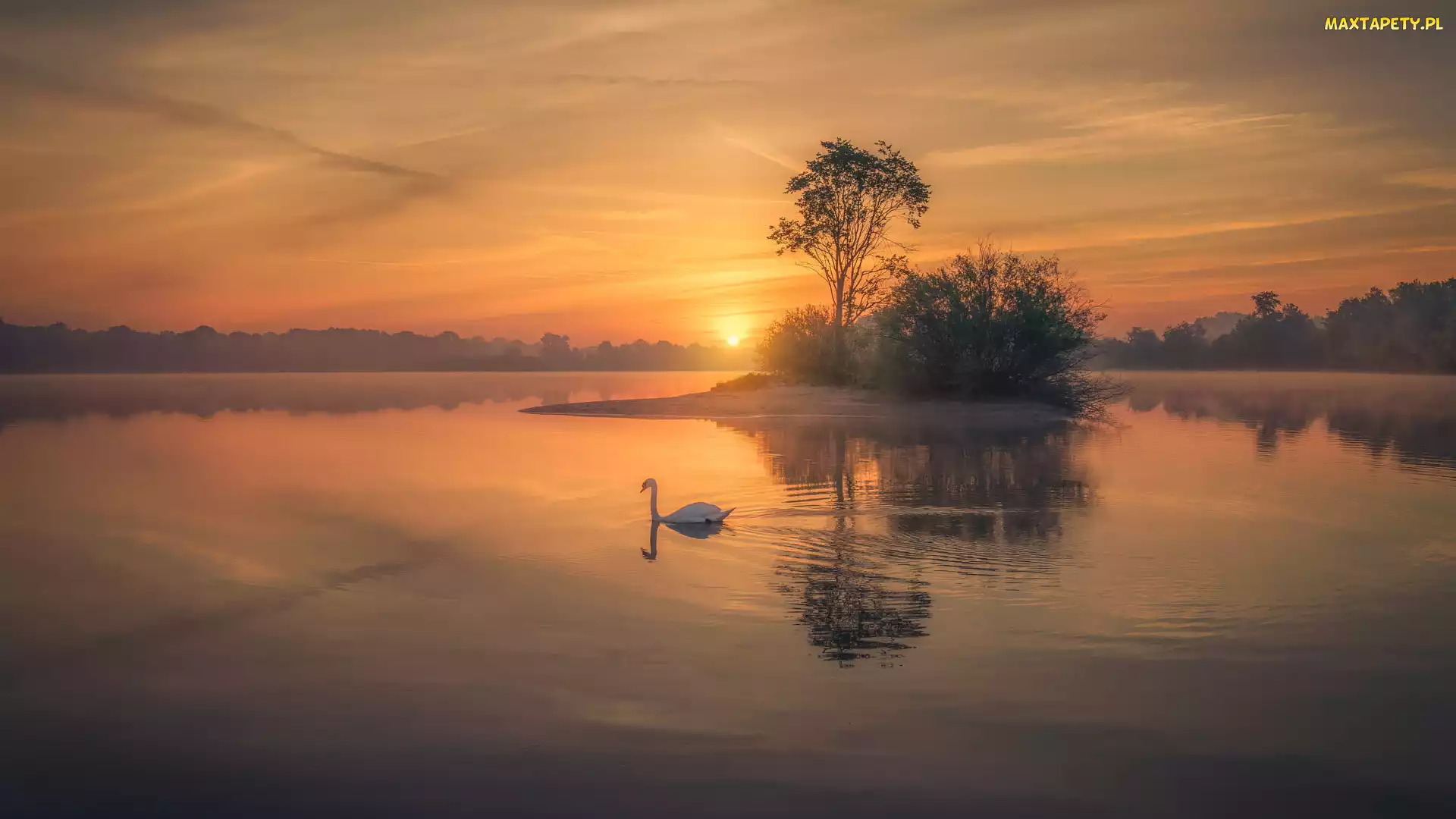 Mgła, Łabędź, Drzewa, Wschód słońca, Jezioro