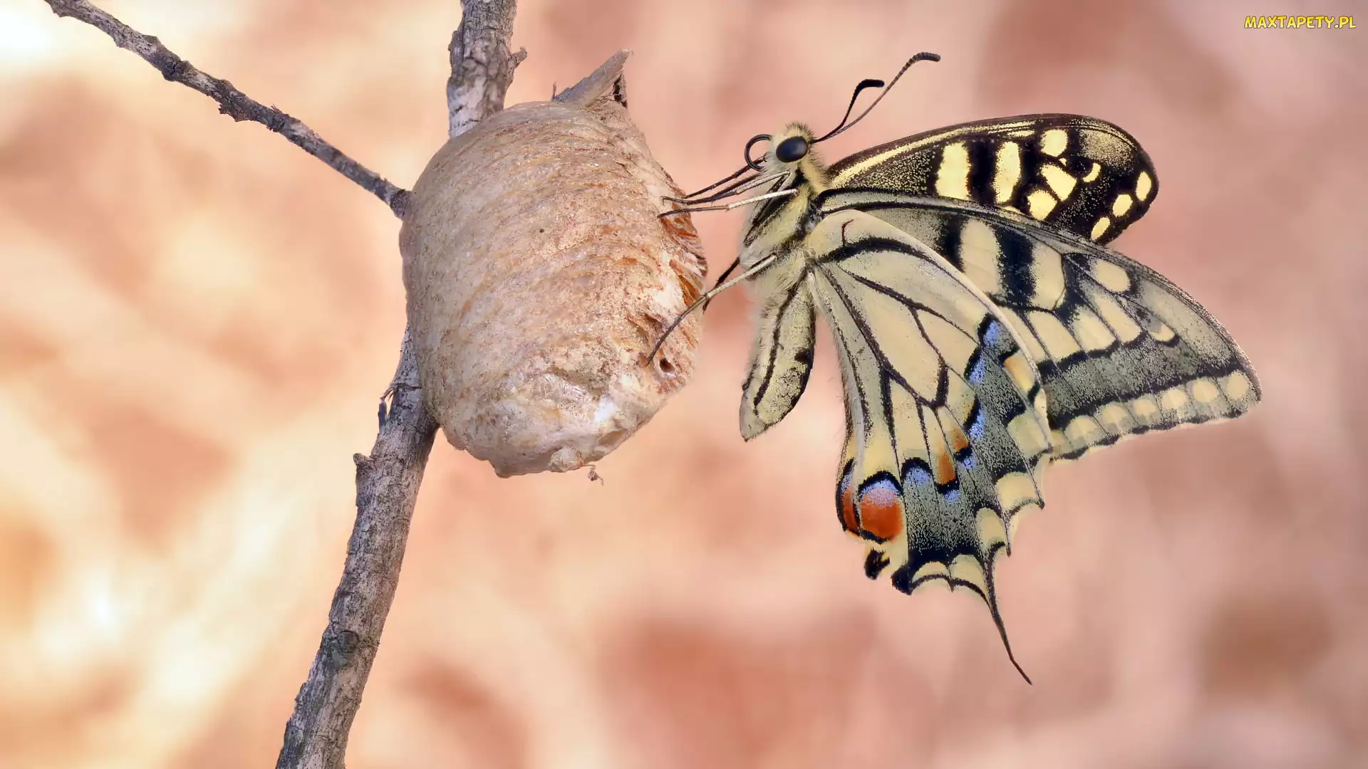 Motyl, Paź królowej, Gałązka
