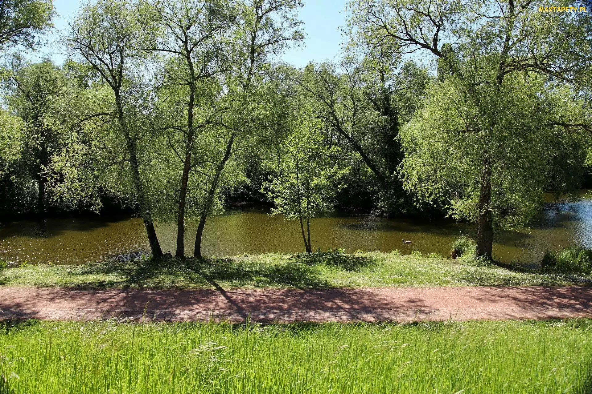 Kaczka, Drzewa, Park, Rzeka
